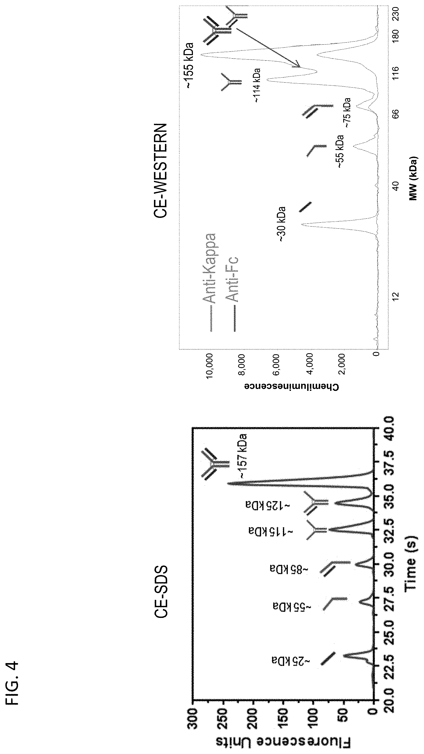 Patent US11782023 Figure 4 – Ce-western applications for antibody development