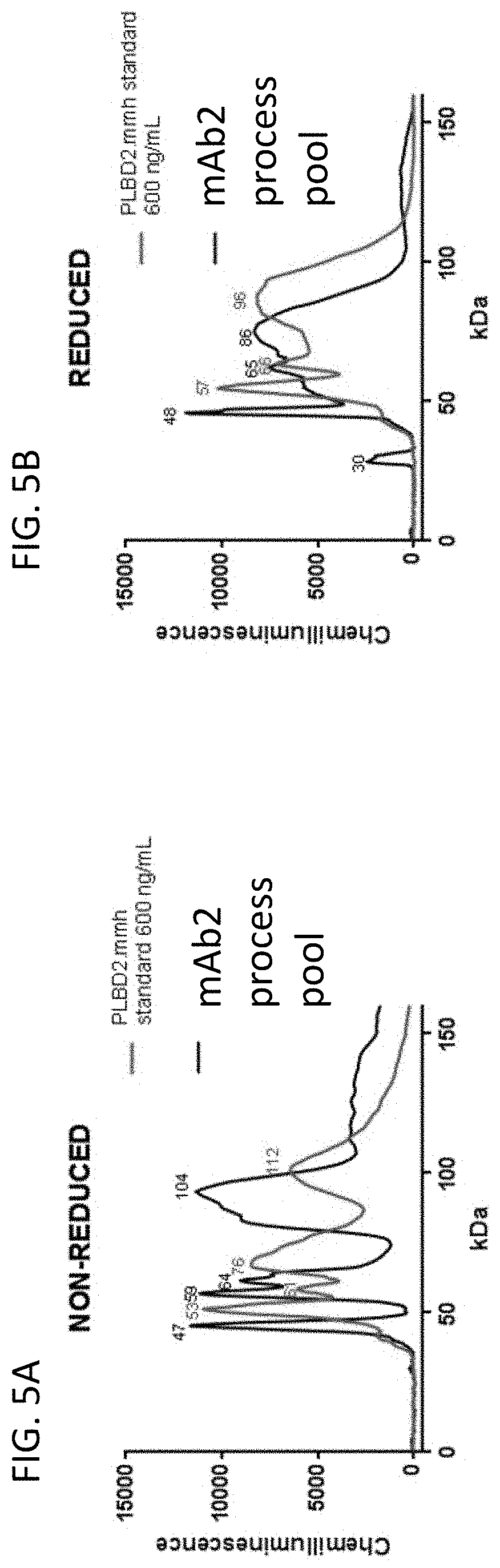 Patent US11782023 Figure 5 – Ce-western applications for antibody development