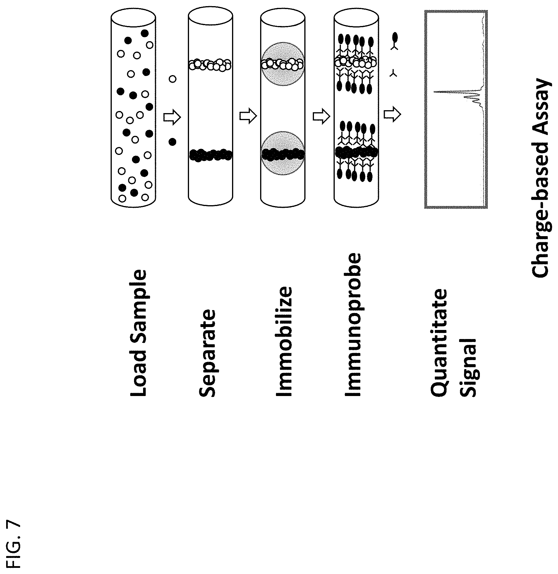 Patent US11782023 Figure 7 – Ce-western applications for antibody development