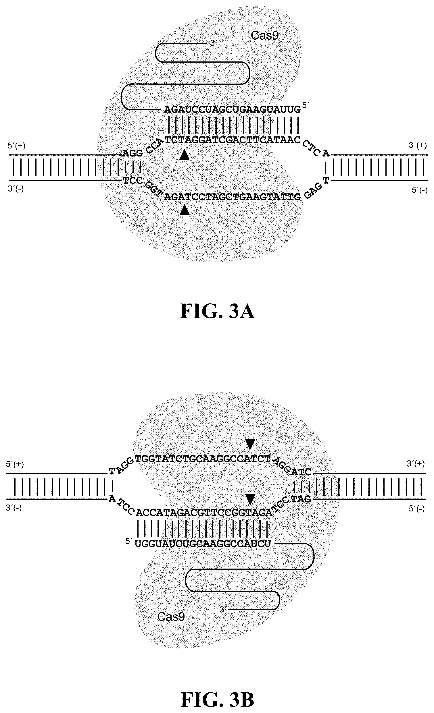 Patent US11782050 Figure 2 – Cell-based assay for quantifying the potency and efficacy of cannabinoids and/or terpenoids, and methods of use thereof