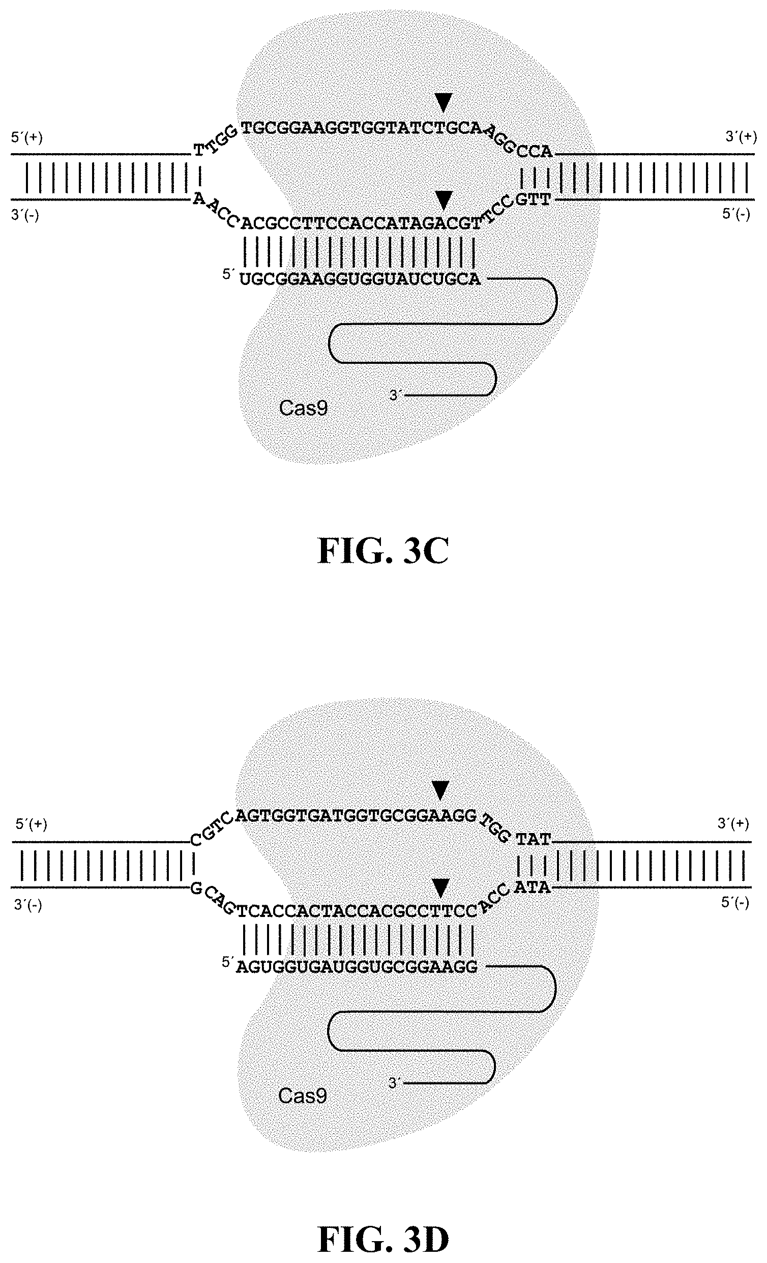 Patent US11782050 Figure 3 – Cell-based assay for quantifying the potency and efficacy of cannabinoids and/or terpenoids, and methods of use thereof