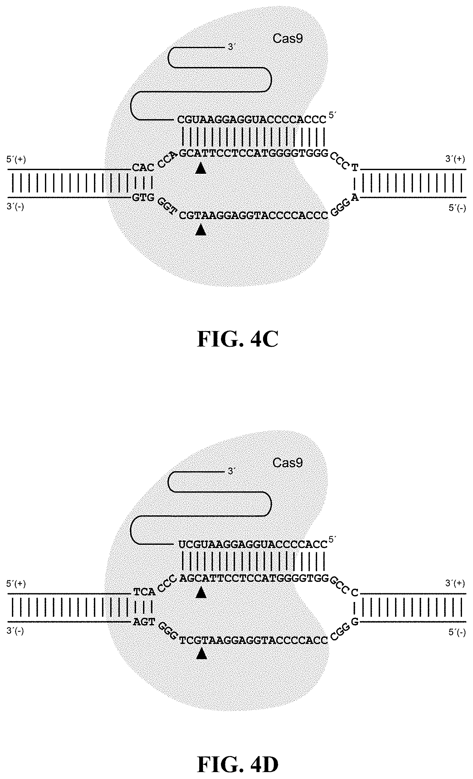 Patent US11782050 Figure 5 – Cell-based assay for quantifying the potency and efficacy of cannabinoids and/or terpenoids, and methods of use thereof