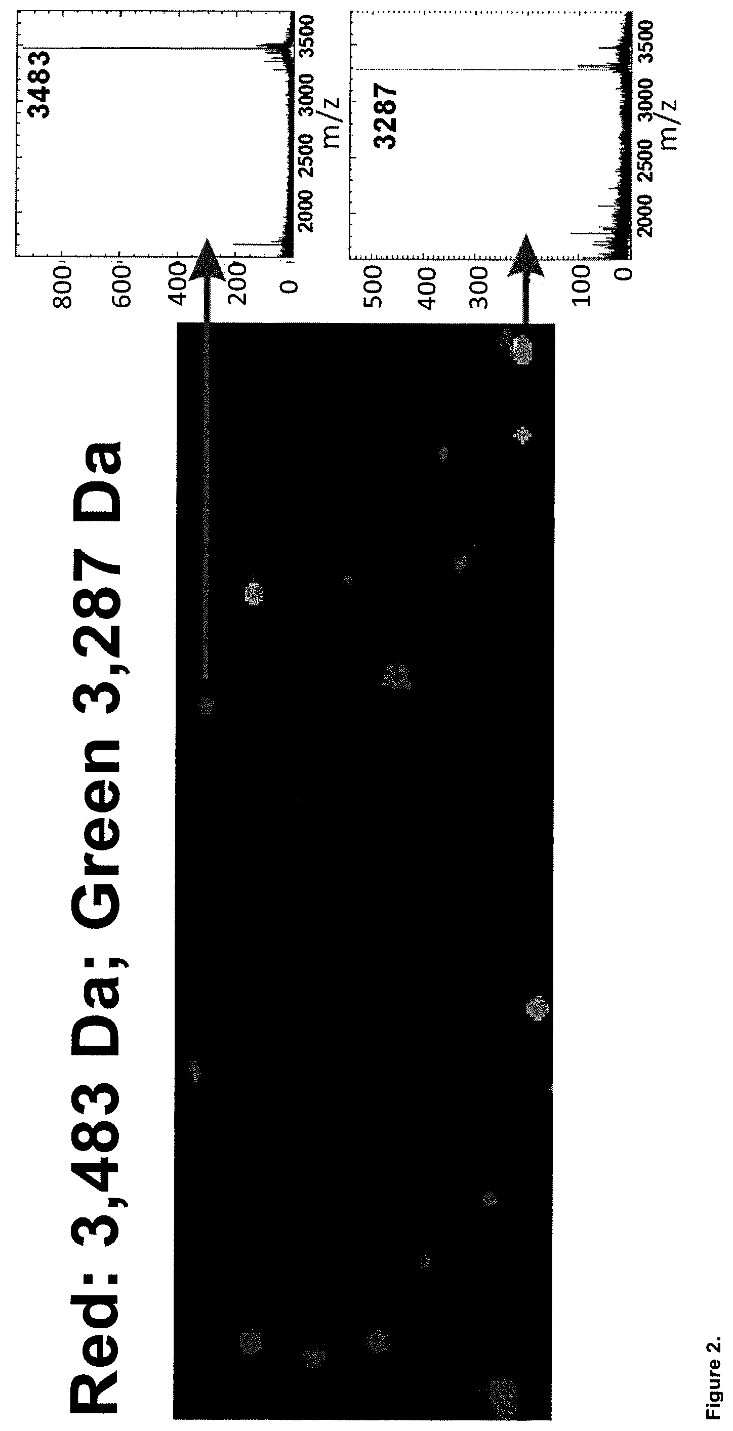 Patent US11782056 Figure 2 – Global proteomic screening of random bead arrays using mass spectrometry imaging