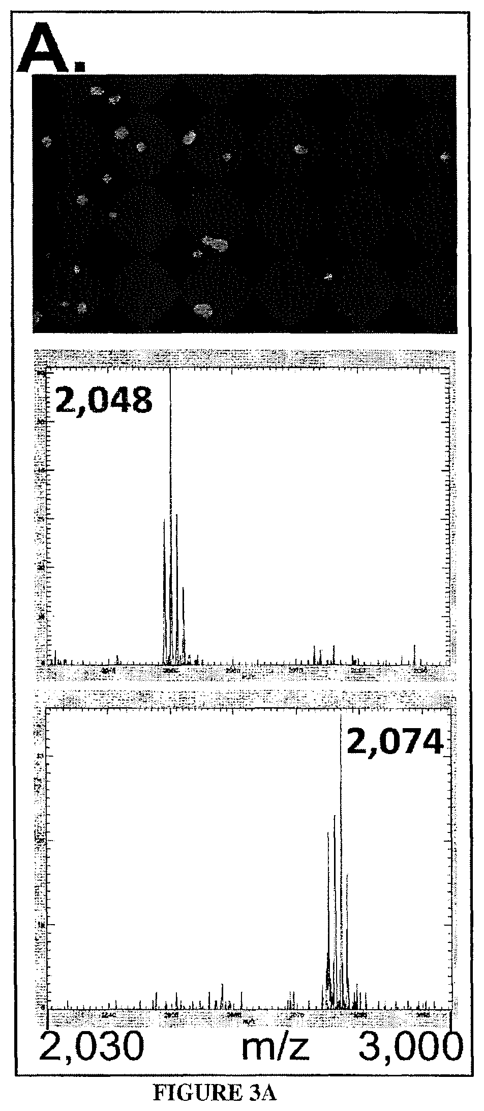 Patent US11782056 Figure 3 – Global proteomic screening of random bead arrays using mass spectrometry imaging