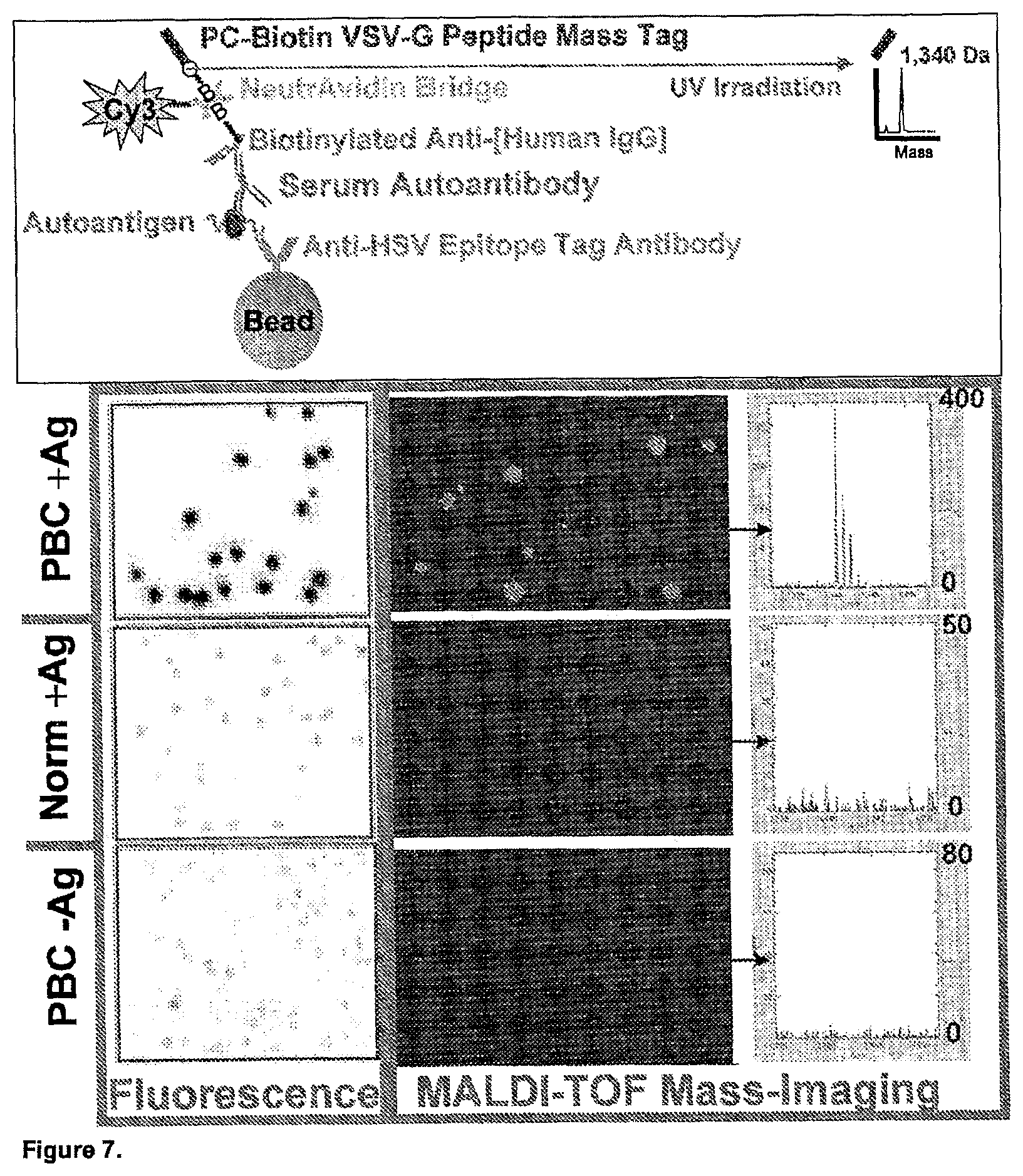Patent US11782056 Figure 9 – Global proteomic screening of random bead arrays using mass spectrometry imaging
