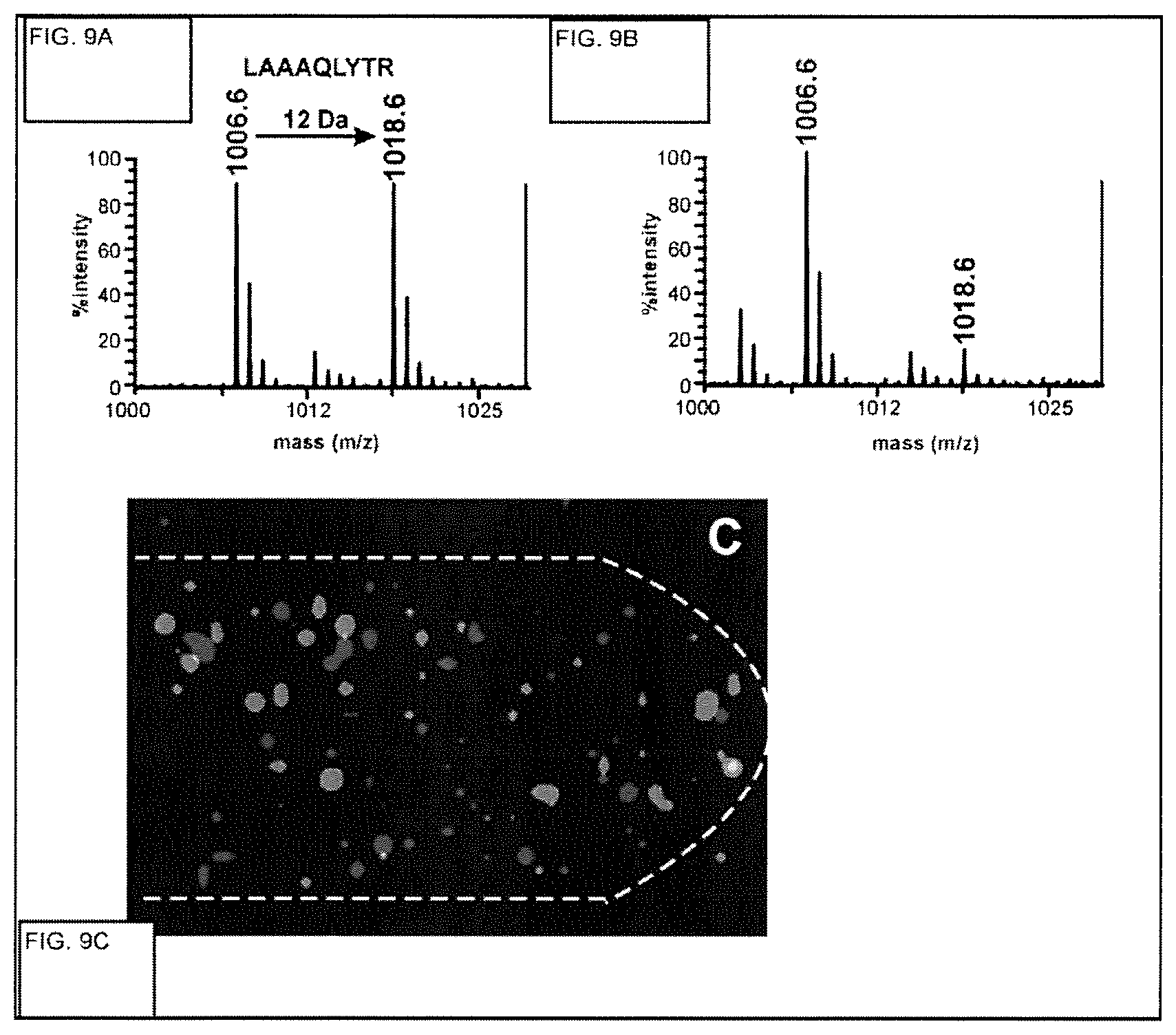 Patent US11782056 Figure 11 – Global proteomic screening of random bead arrays using mass spectrometry imaging