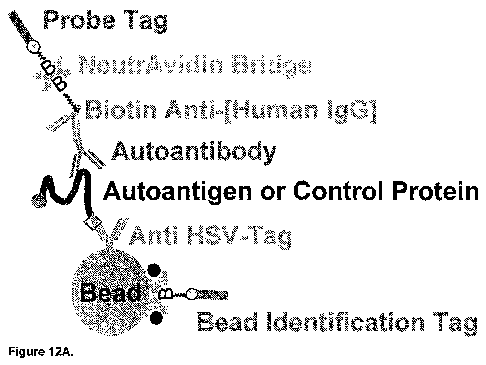 Patent US11782056 Figure 14 – Global proteomic screening of random bead arrays using mass spectrometry imaging