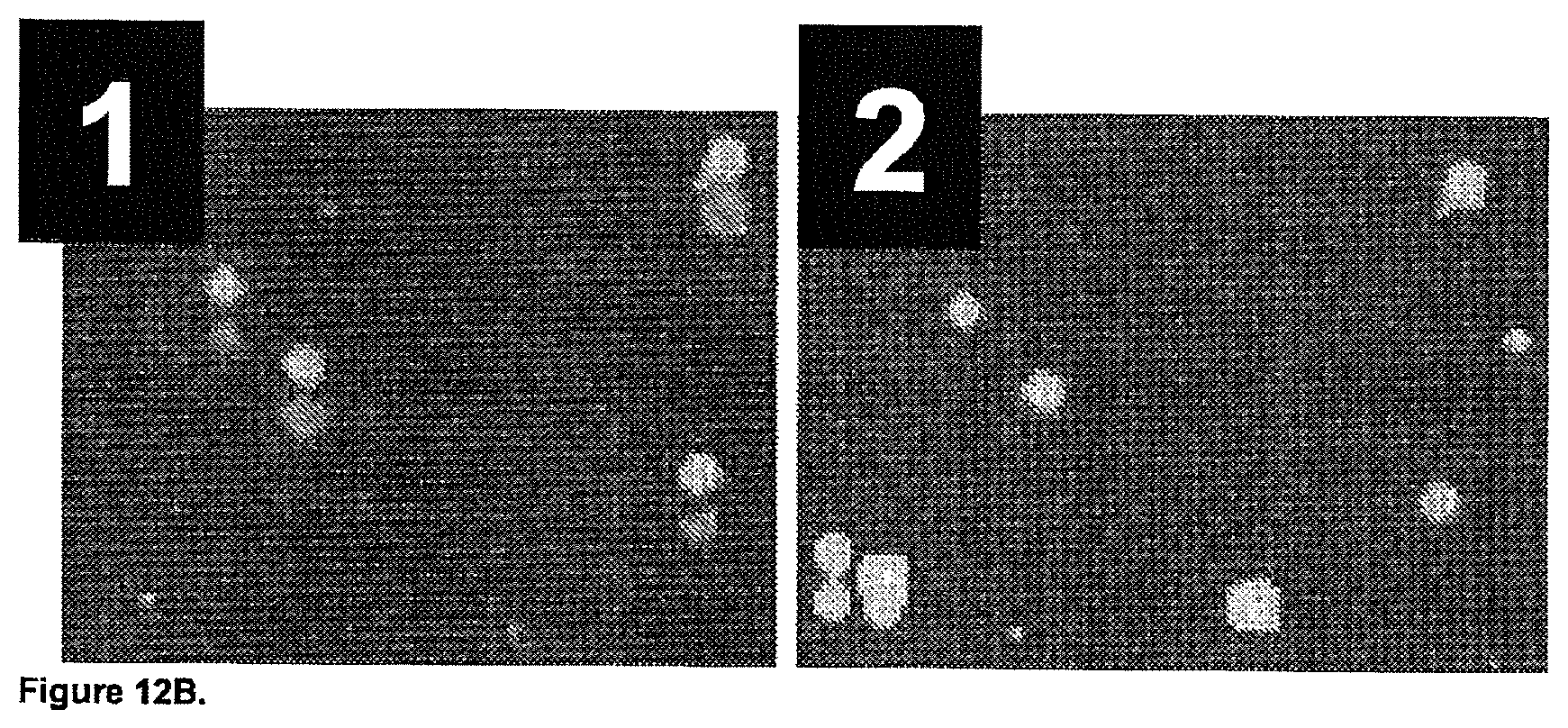 Patent US11782056 Figure 15 – Global proteomic screening of random bead arrays using mass spectrometry imaging