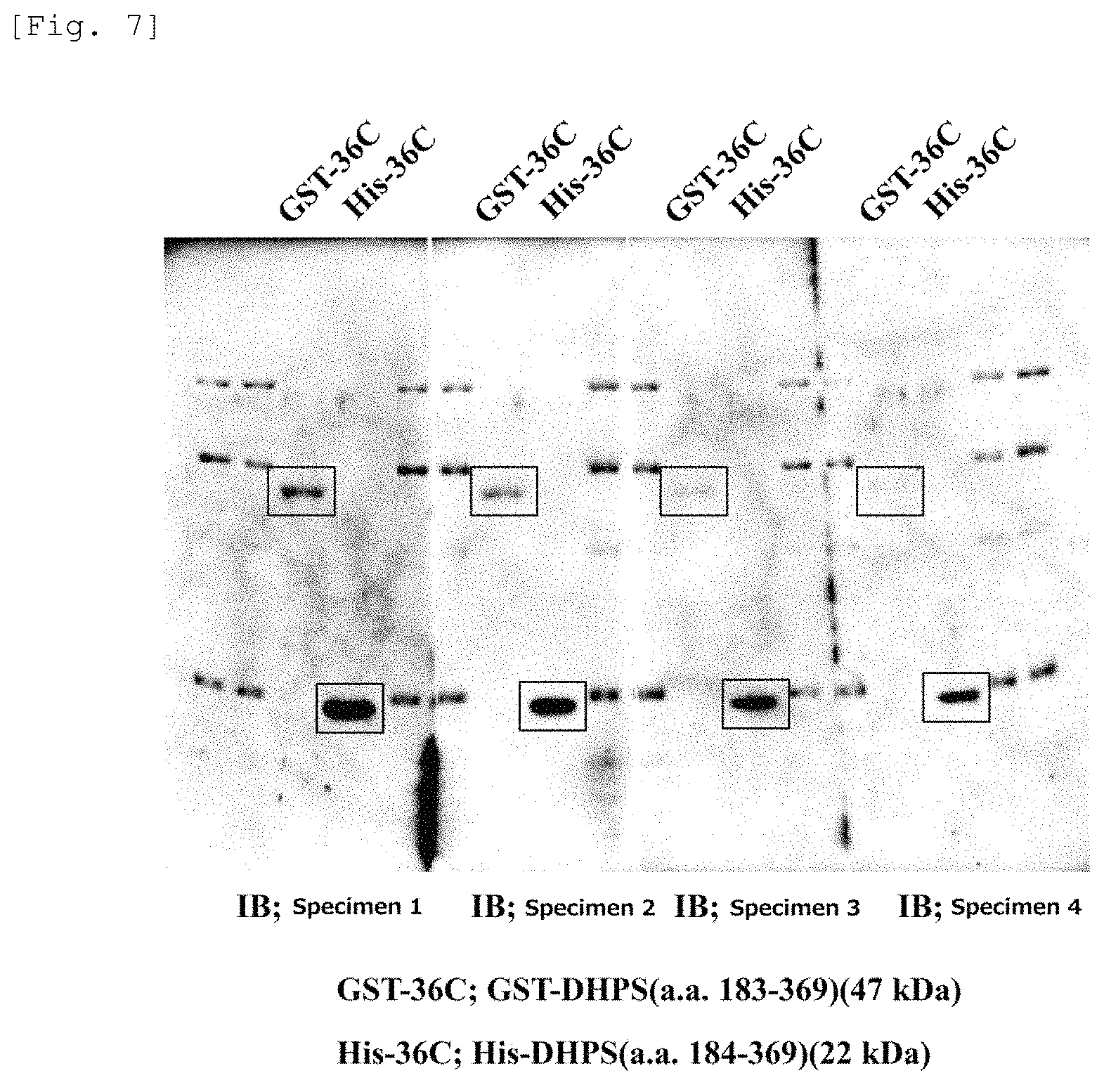 Patent US11782061 Figure 4 – Arteriosclerosis and cancer detection method using deoxyhypusine synthase gene as indicator