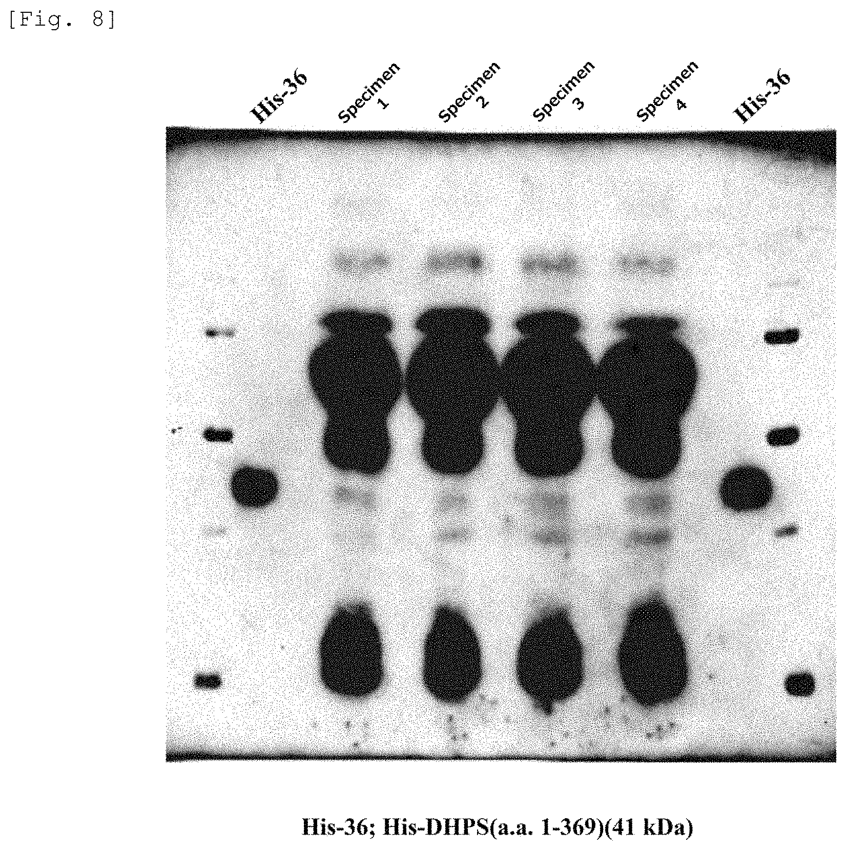 Patent US11782061 Figure 5 – Arteriosclerosis and cancer detection method using deoxyhypusine synthase gene as indicator