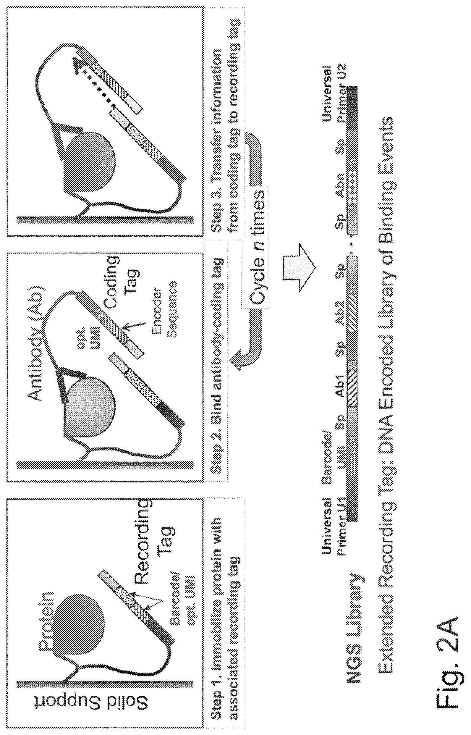 Patent US11782062 Figure 3 – Kits for analysis using nucleic acid encoding and/or label