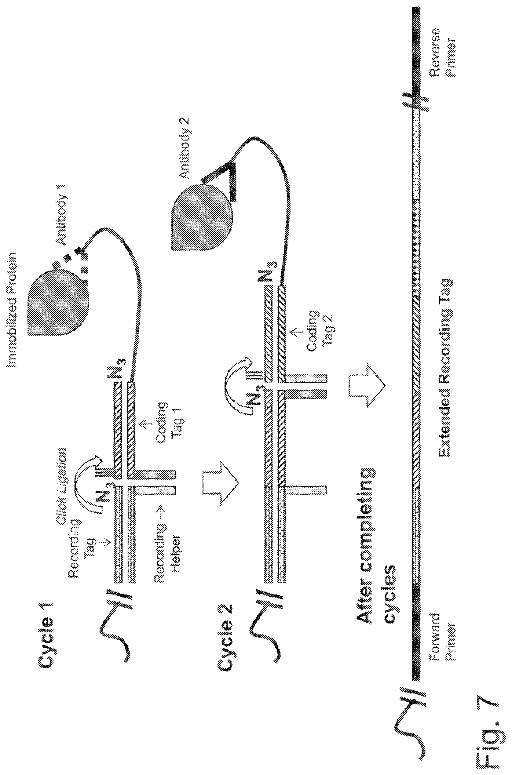 Patent US11782062 Figure 12 – Kits for analysis using nucleic acid encoding and/or label