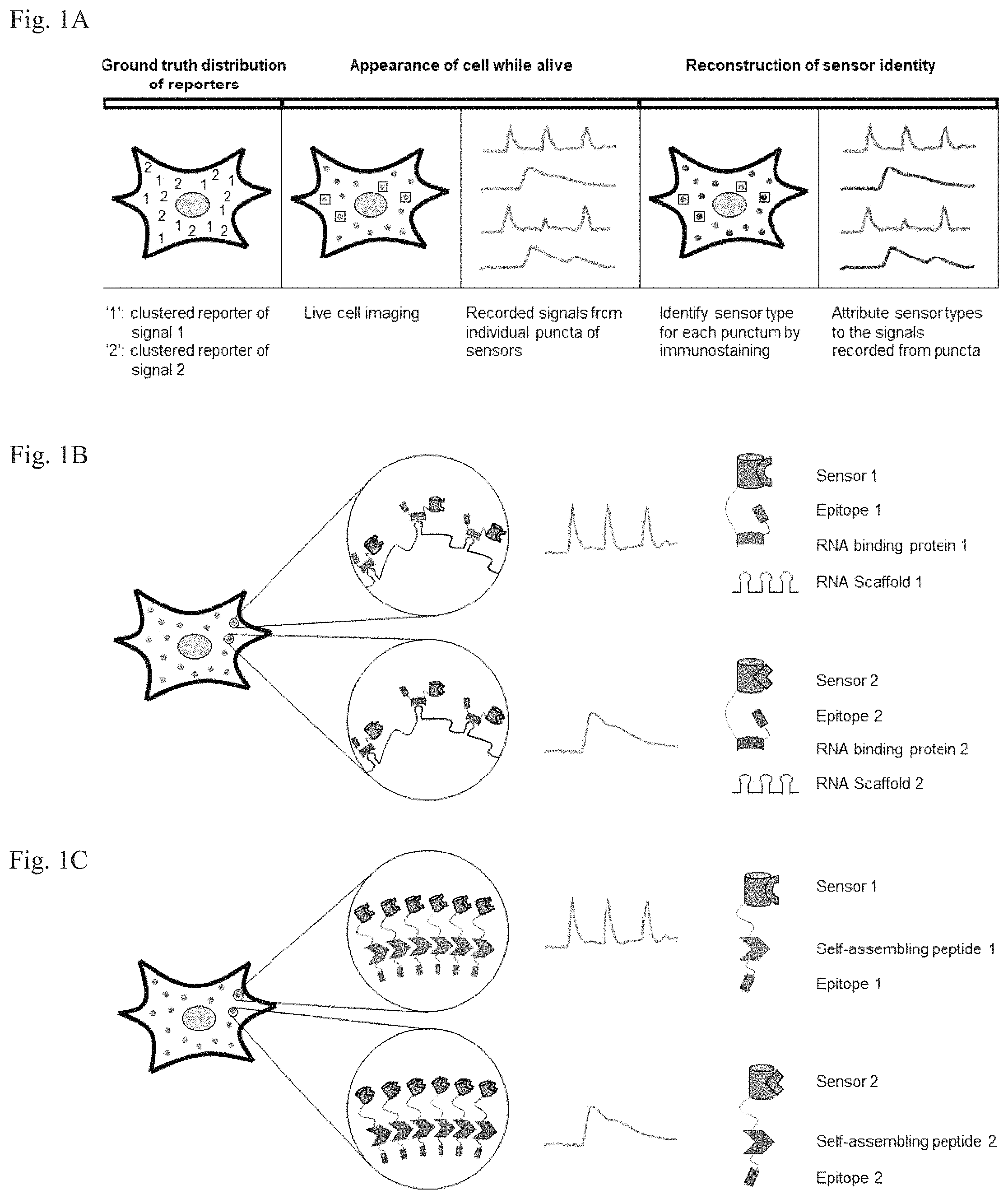 Patent US11782064 Figure 1 – Methods for simultaneous measurement of multiple biological signals from spectrally identical fluorescent reporters
