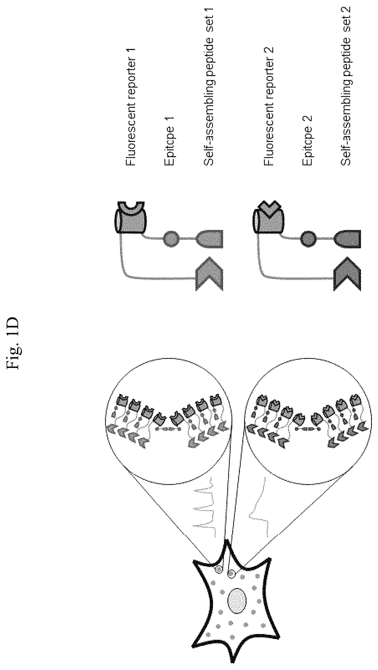 Patent US11782064 Figure 2 – Methods for simultaneous measurement of multiple biological signals from spectrally identical fluorescent reporters