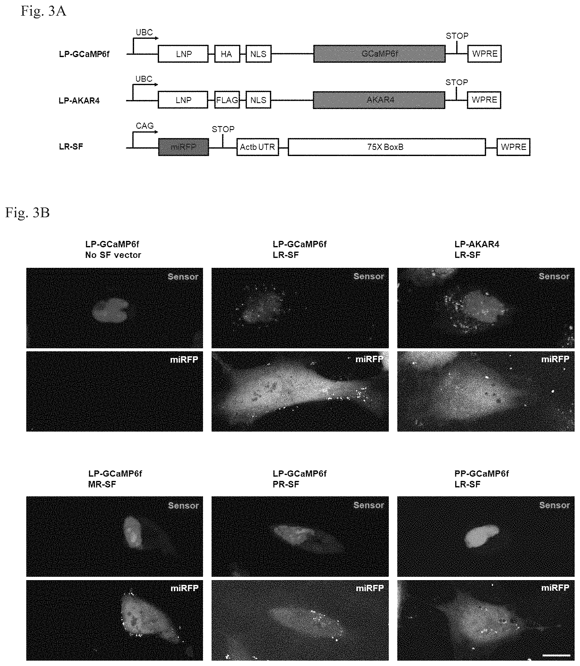Patent US11782064 Figure 6 – Methods for simultaneous measurement of multiple biological signals from spectrally identical fluorescent reporters