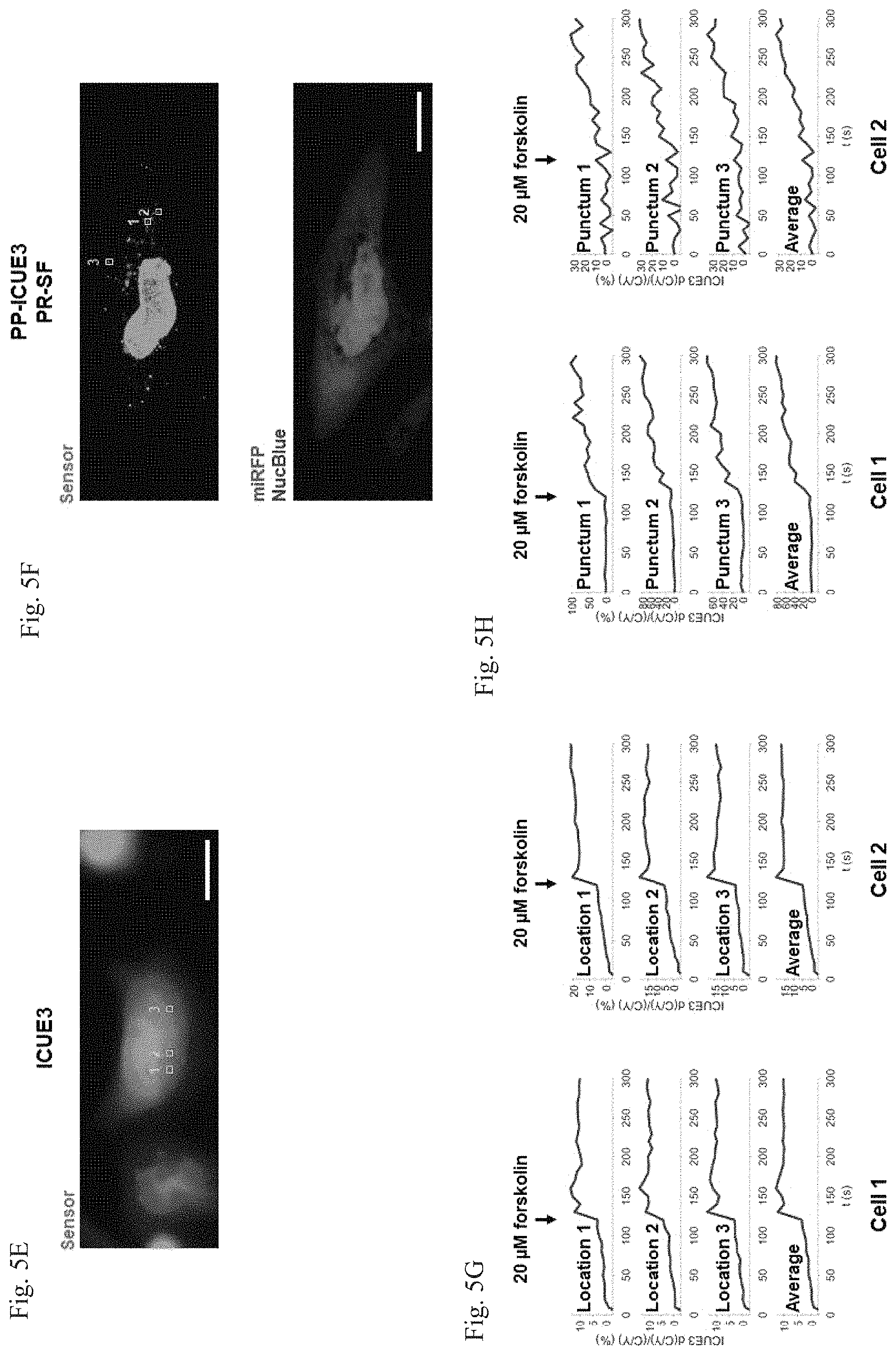 Patent US11782064 Figure 11 – Methods for simultaneous measurement of multiple biological signals from spectrally identical fluorescent reporters