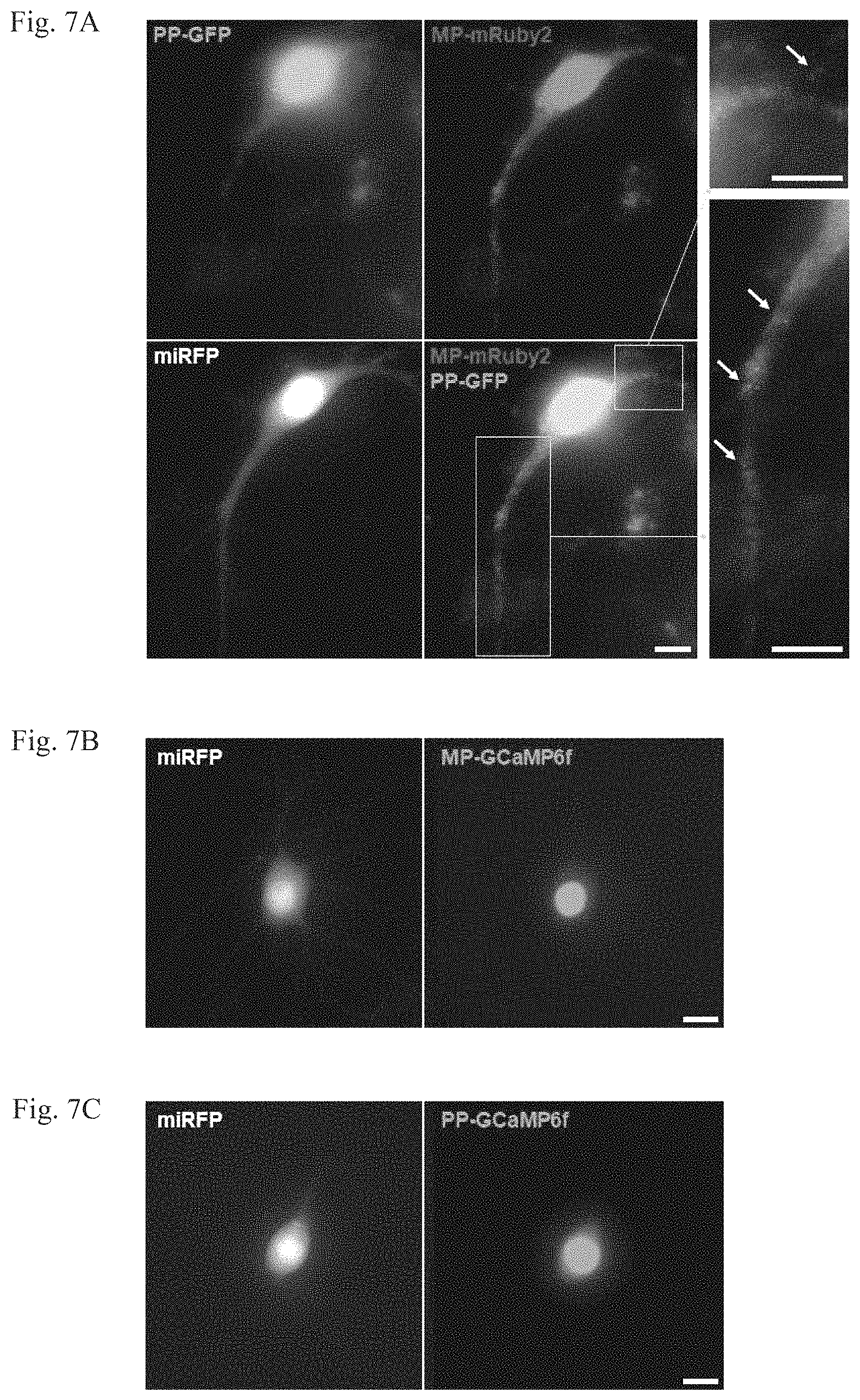 Patent US11782064 Figure 15 – Methods for simultaneous measurement of multiple biological signals from spectrally identical fluorescent reporters