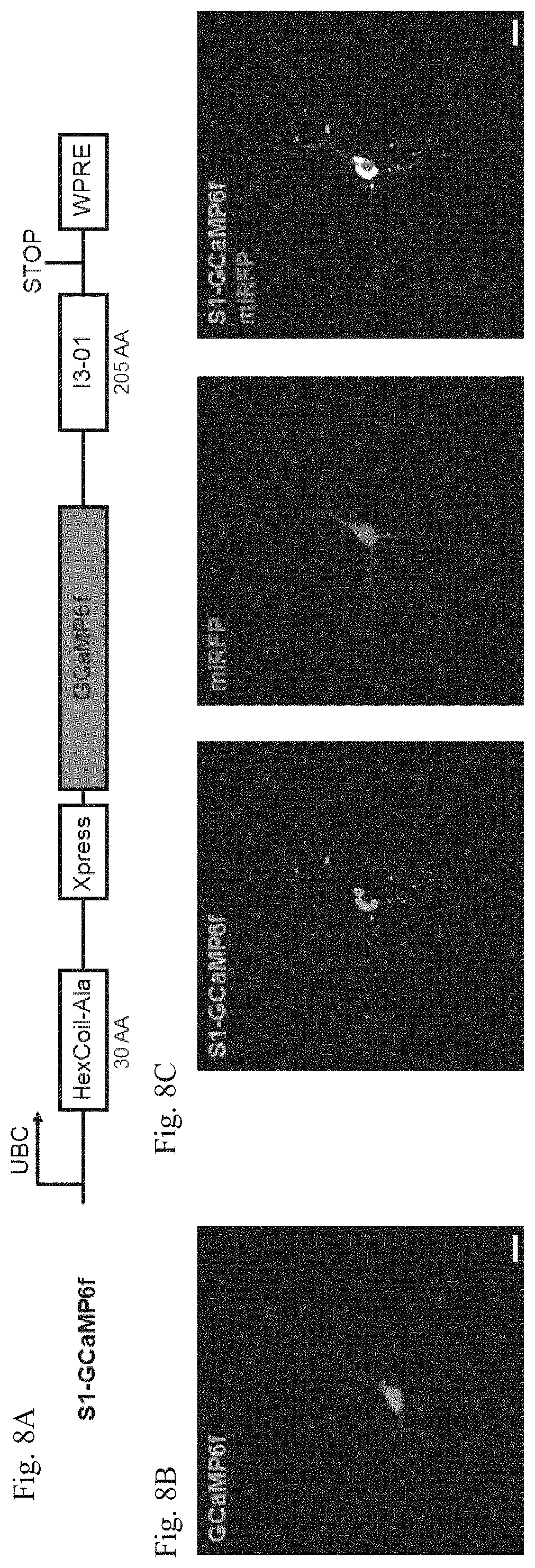 Patent US11782064 Figure 16 – Methods for simultaneous measurement of multiple biological signals from spectrally identical fluorescent reporters