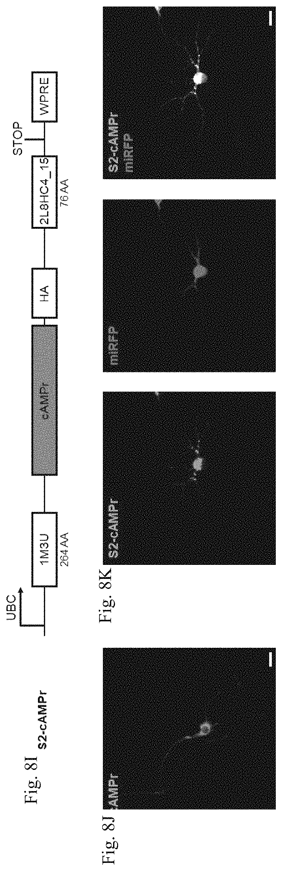 Patent US11782064 Figure 18 – Methods for simultaneous measurement of multiple biological signals from spectrally identical fluorescent reporters
