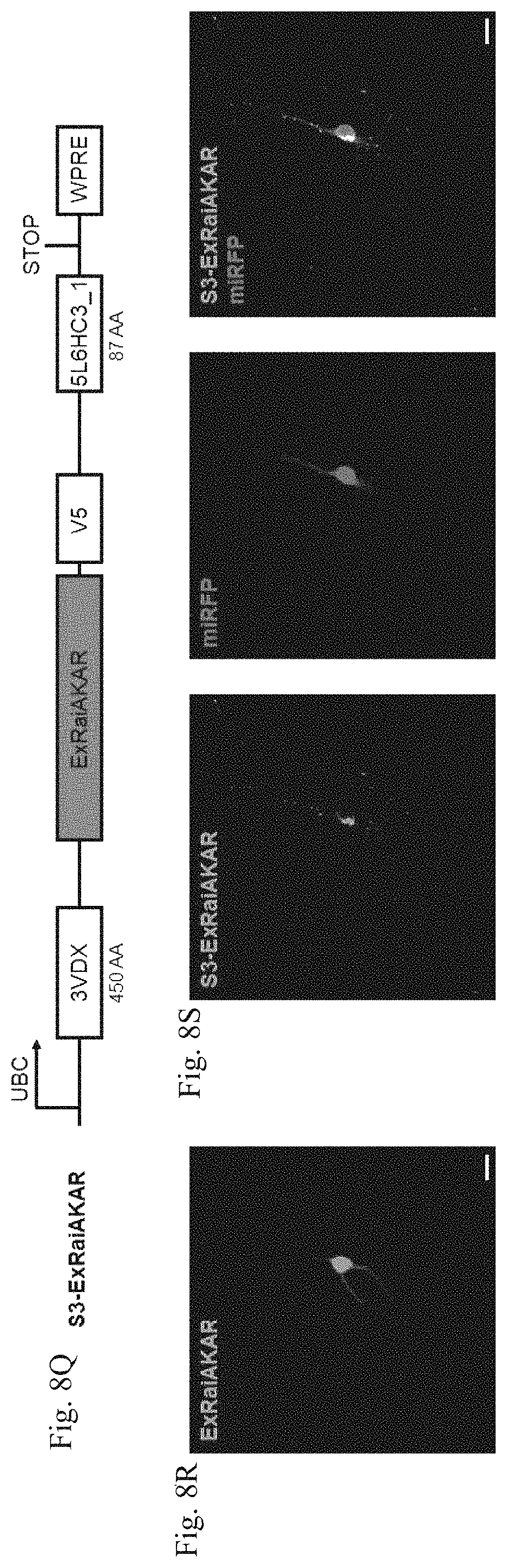 Patent US11782064 Figure 20 – Methods for simultaneous measurement of multiple biological signals from spectrally identical fluorescent reporters