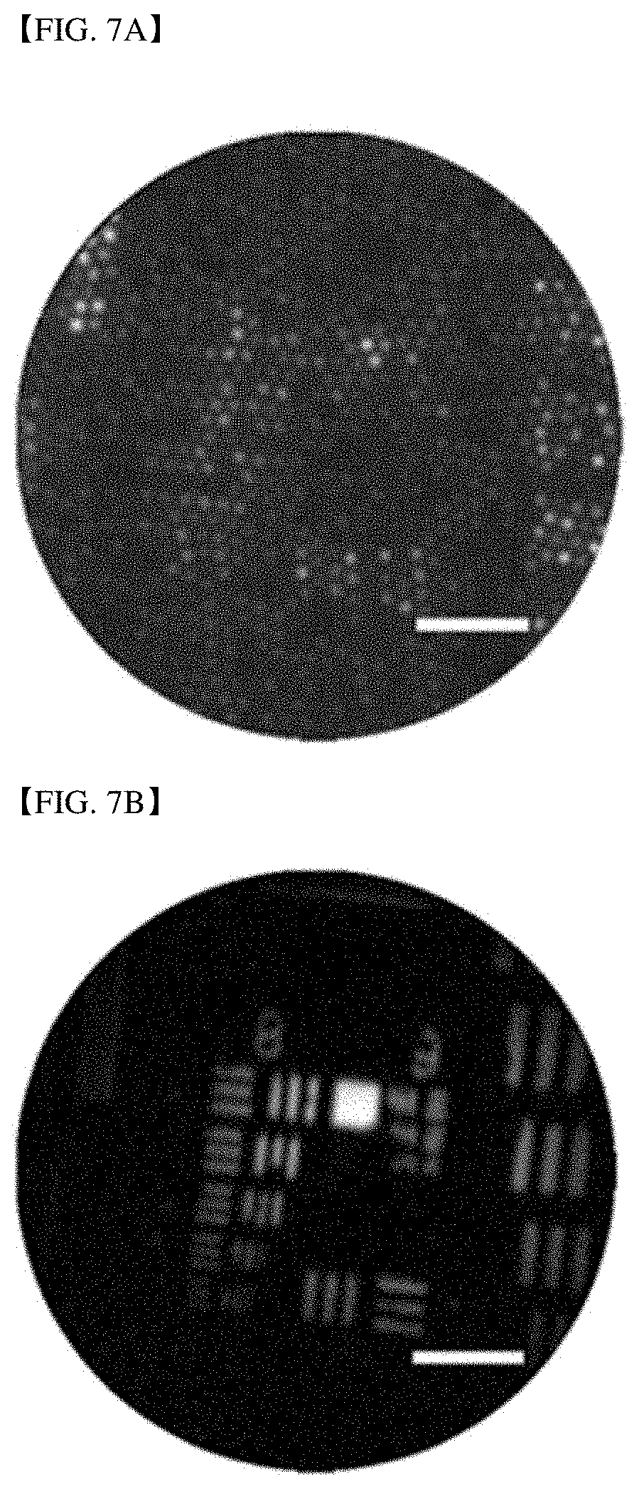 Patent US11785348 Figure 13 – Endoscopic reflection microscope using optical fiber bundle and image acquisition method using the same
