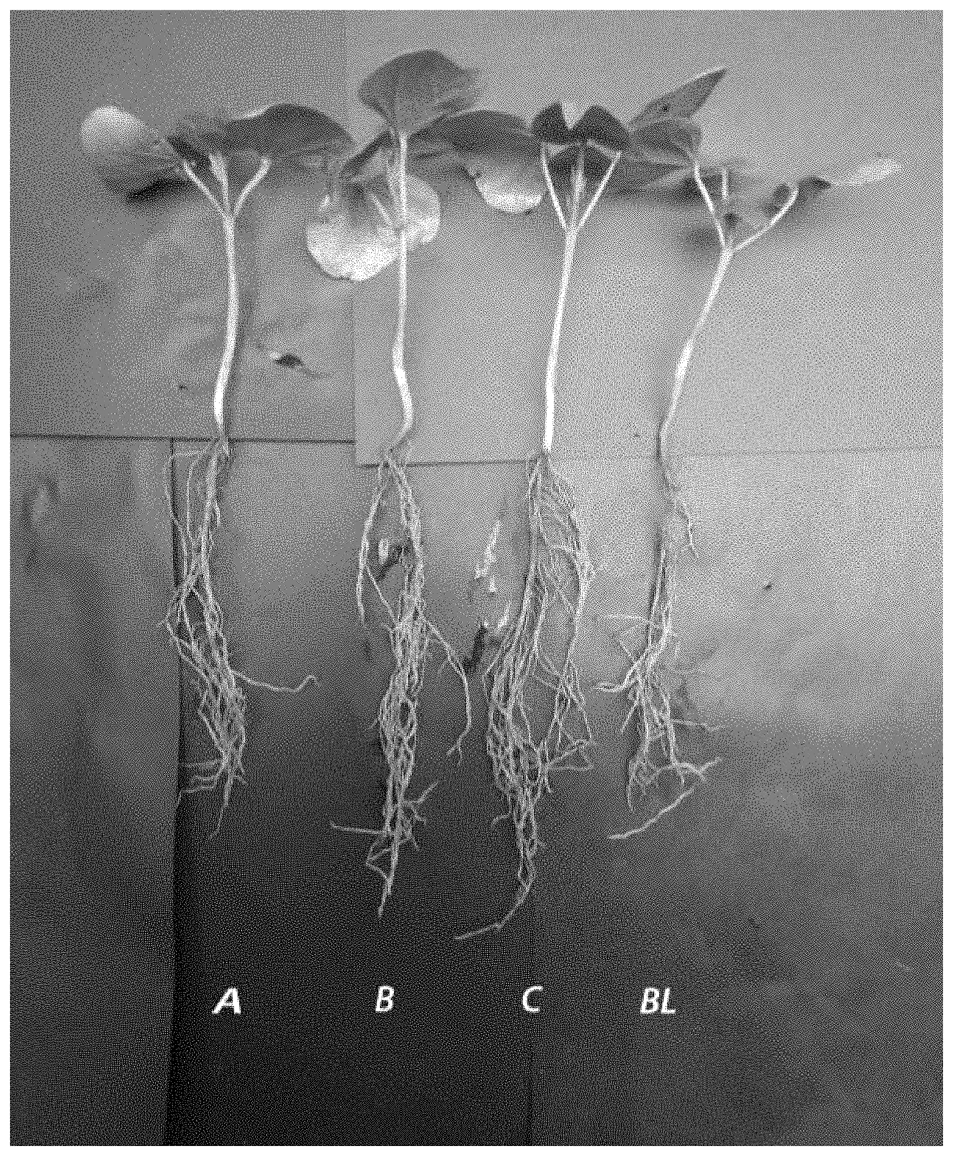 Patent US11787749 Figure 1 – Fertilizer and plant growth promoter to increase plant yield and method of increasing plant yield