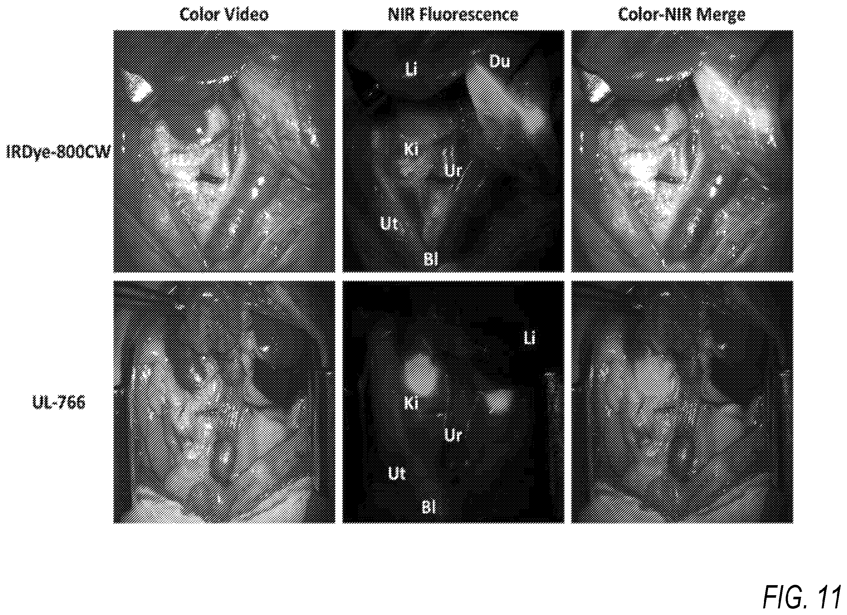 Patent US11787764 Figure 10 – Heptamethine cyanines for use as fluorescent markers of the biliary and renal systems