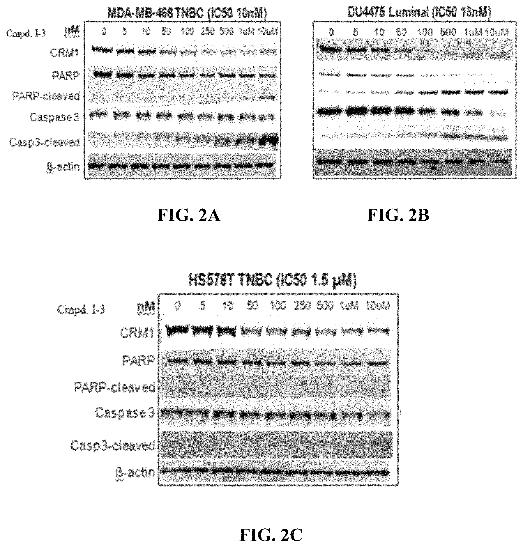 Patent US11787771 Figure 2 – Hydrazide containing nuclear transport modulators and uses thereof