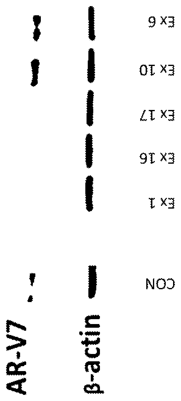 Patent US11787778 Figure 1 – Bi-functional compounds and methods for targeted ubiquitination of androgen receptor
