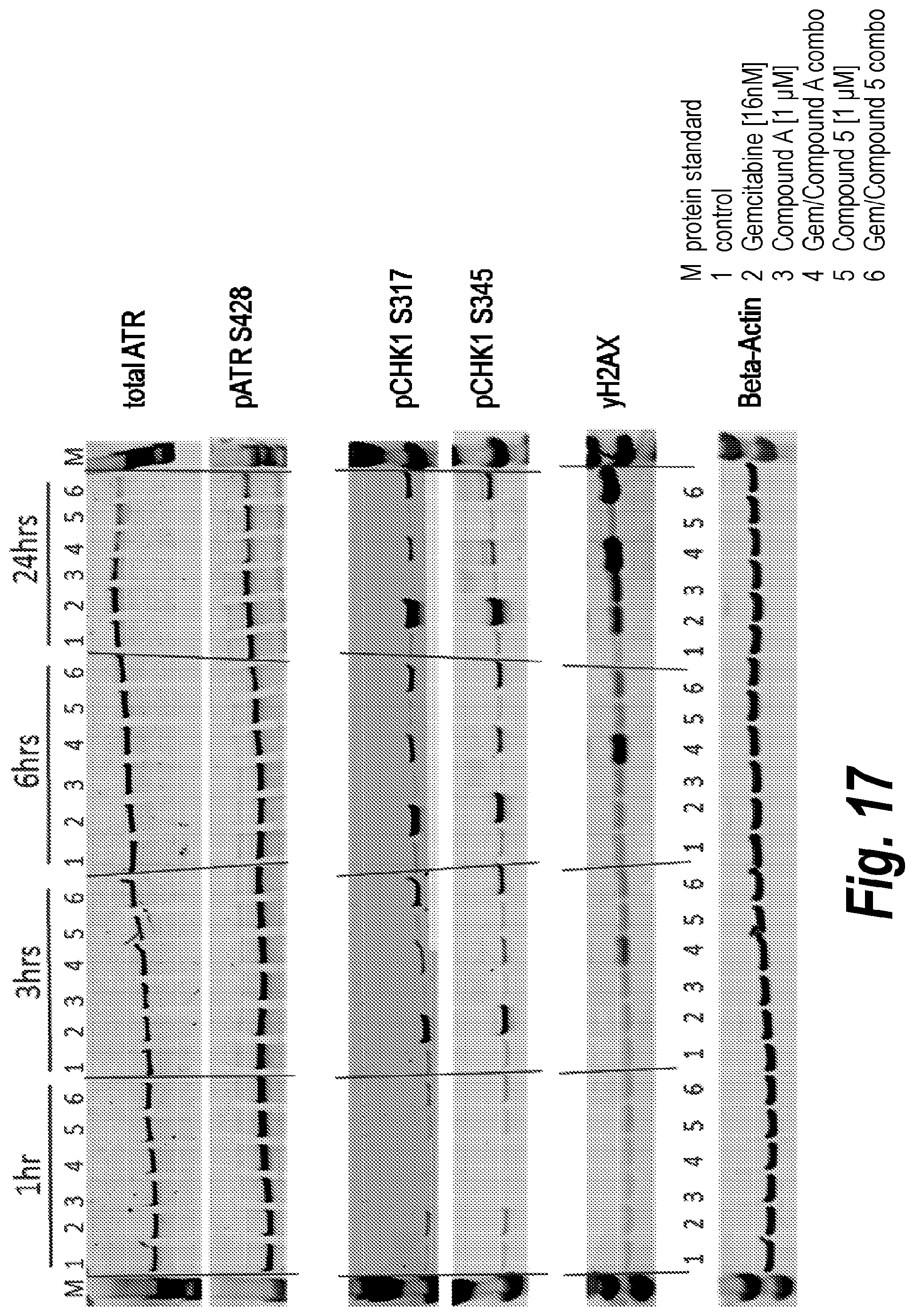 Patent US11787781 Figure 14 – Inhibiting ataxia telangiectasia and RAD3-related protein (ATR)