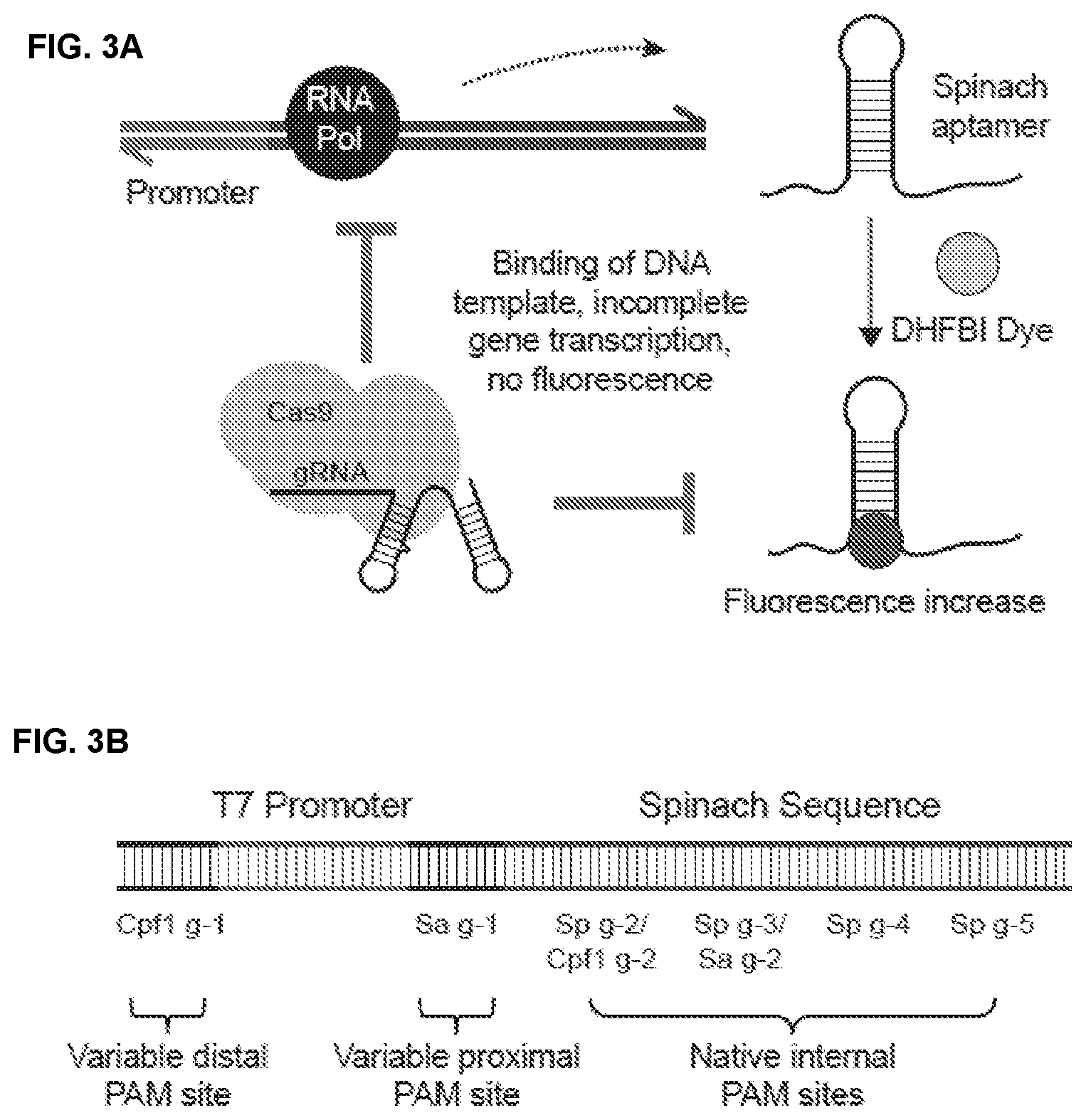 Patent US11787795 Figure 5 – Inhibitors of RNA guided nucleases and uses thereof
