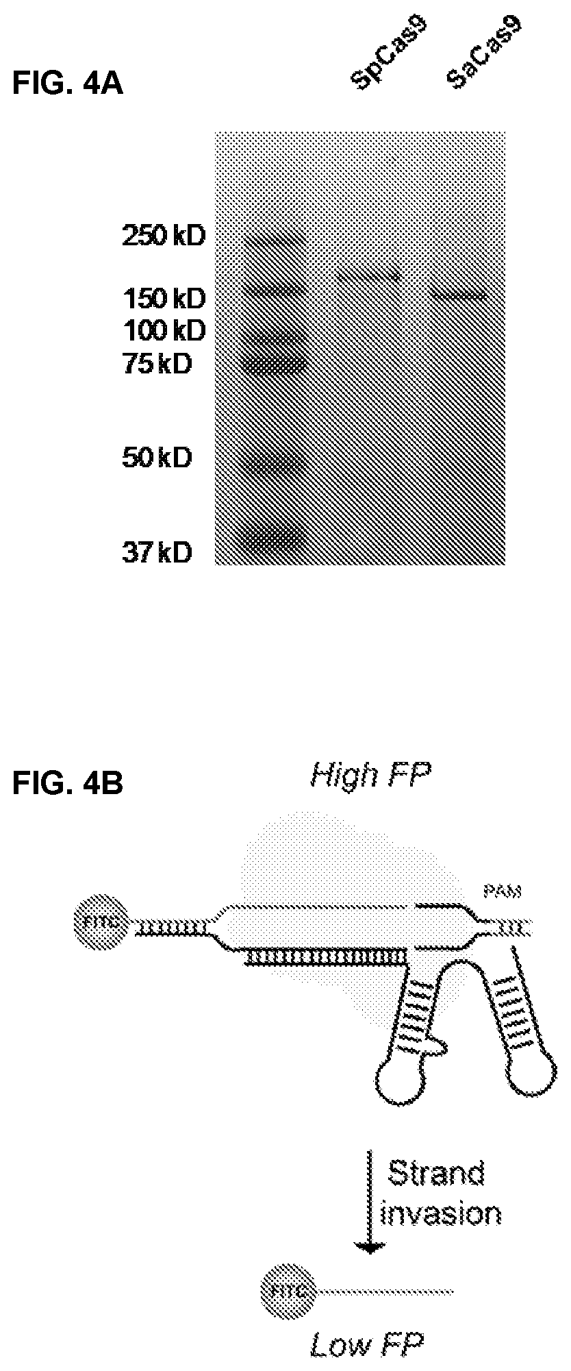 Patent US11787795 Figure 10 – Inhibitors of RNA guided nucleases and uses thereof