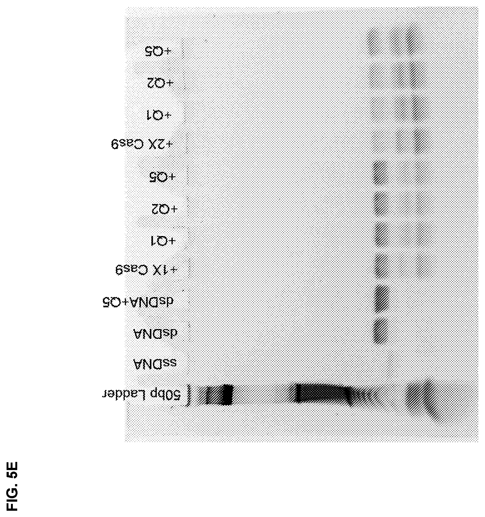 Patent US11787795 Figure 15 – Inhibitors of RNA guided nucleases and uses thereof