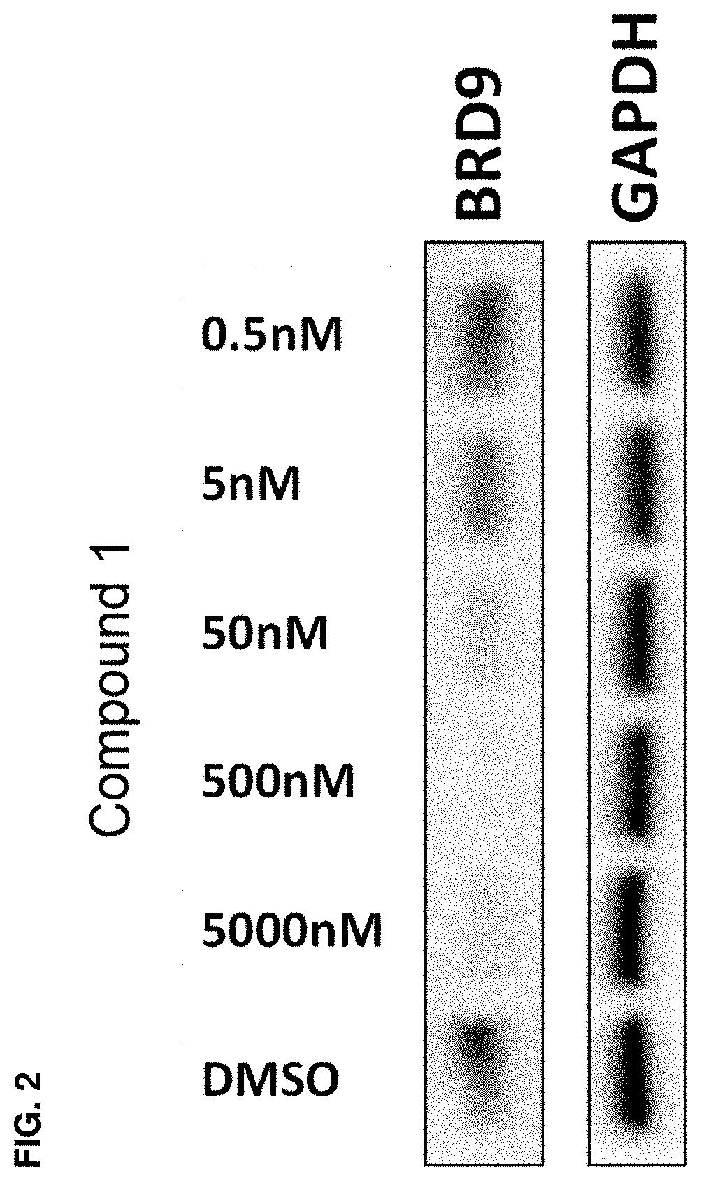 Patent US11787800 Figure 2 – BRD9 degraders and uses thereof