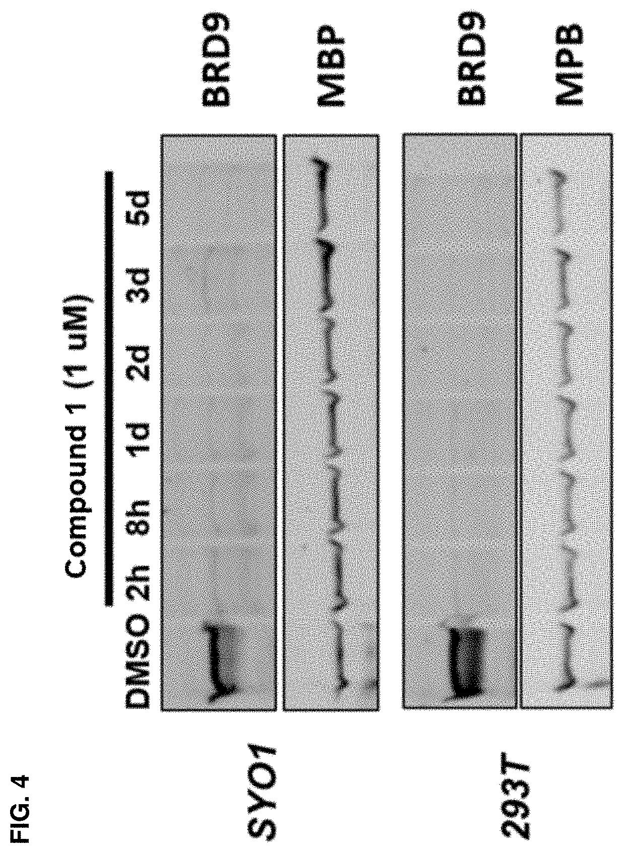 Patent US11787800 Figure 4 – BRD9 degraders and uses thereof