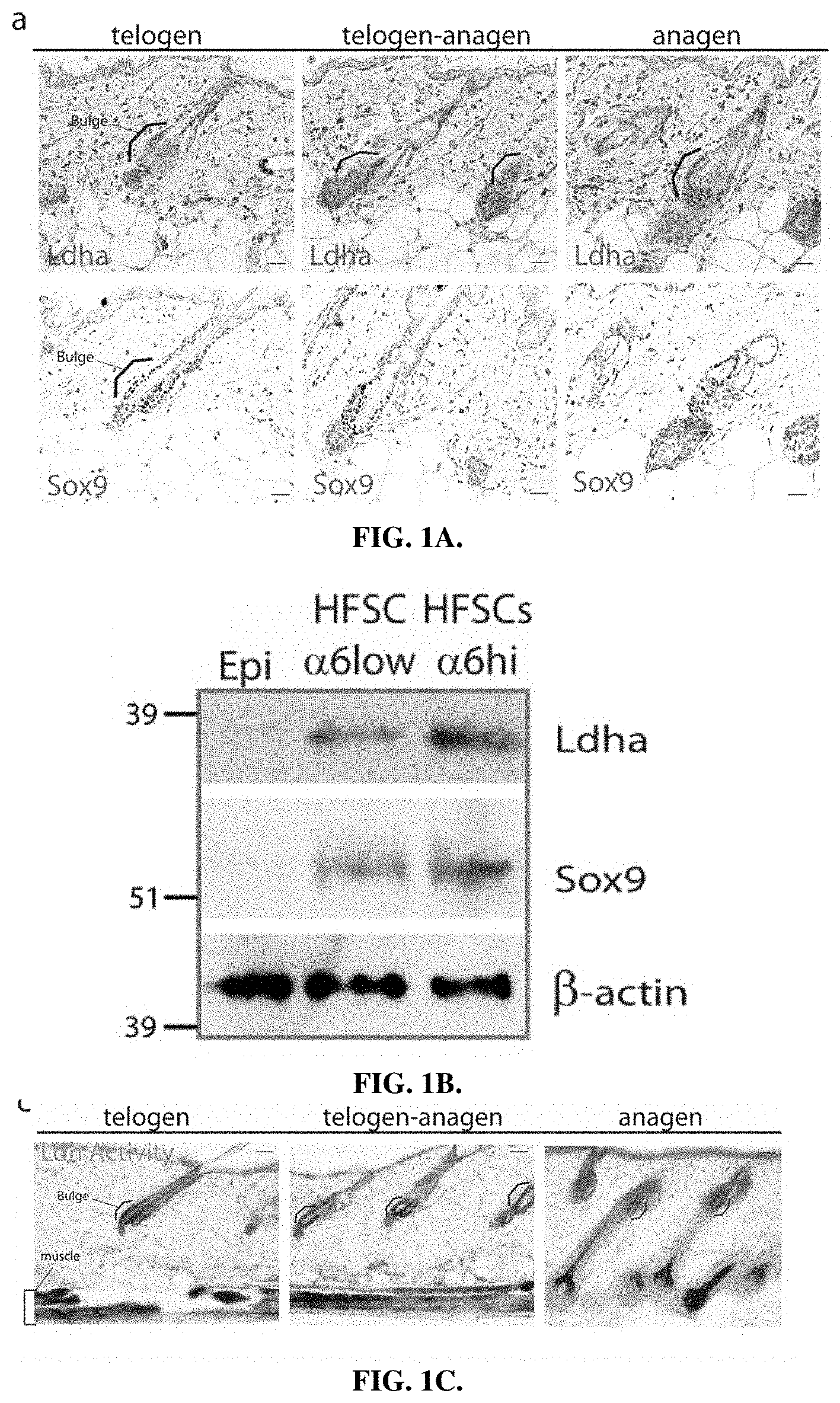 Patent US11787804 Figure 1 – Compositions and methods for modulating hair growth