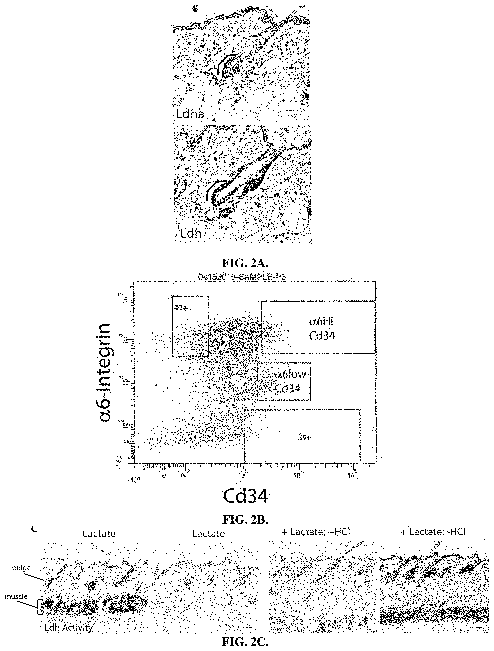 Patent US11787804 Figure 3 – Compositions and methods for modulating hair growth