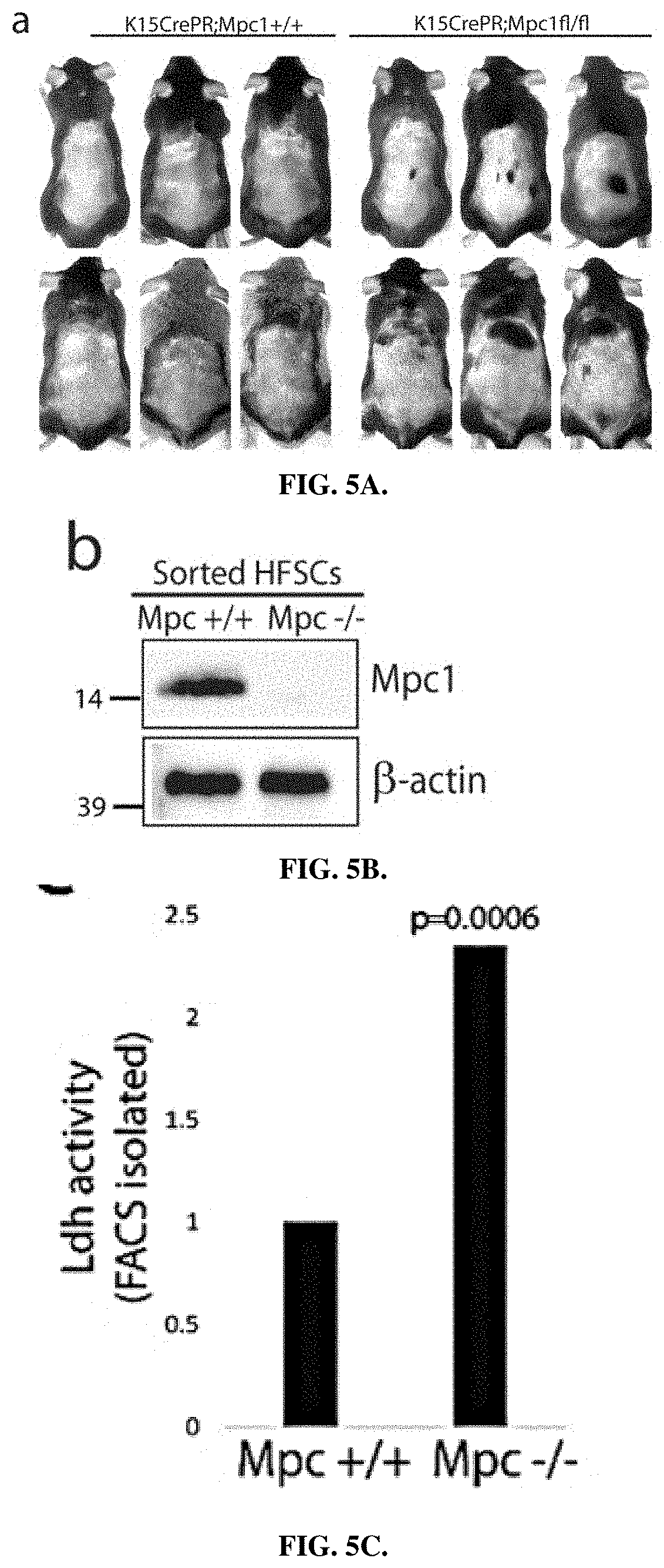 Patent US11787804 Figure 7 – Compositions and methods for modulating hair growth