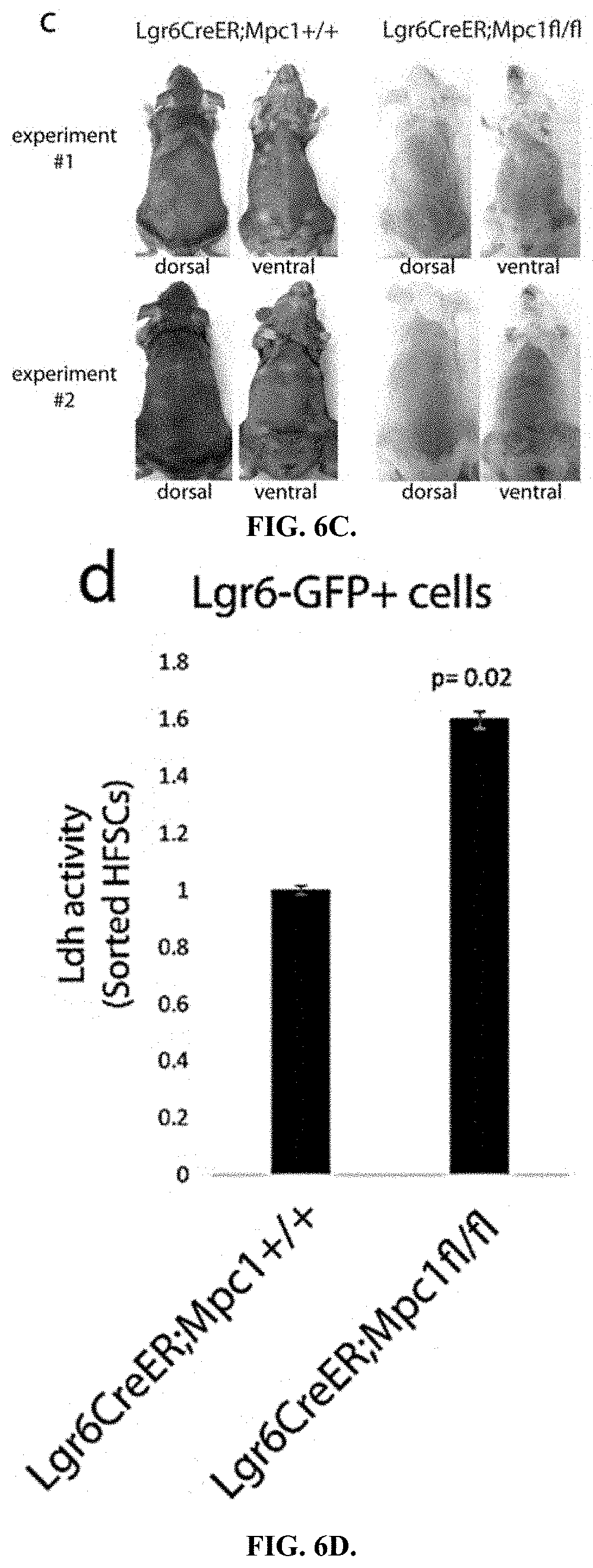 Patent US11787804 Figure 10 – Compositions and methods for modulating hair growth