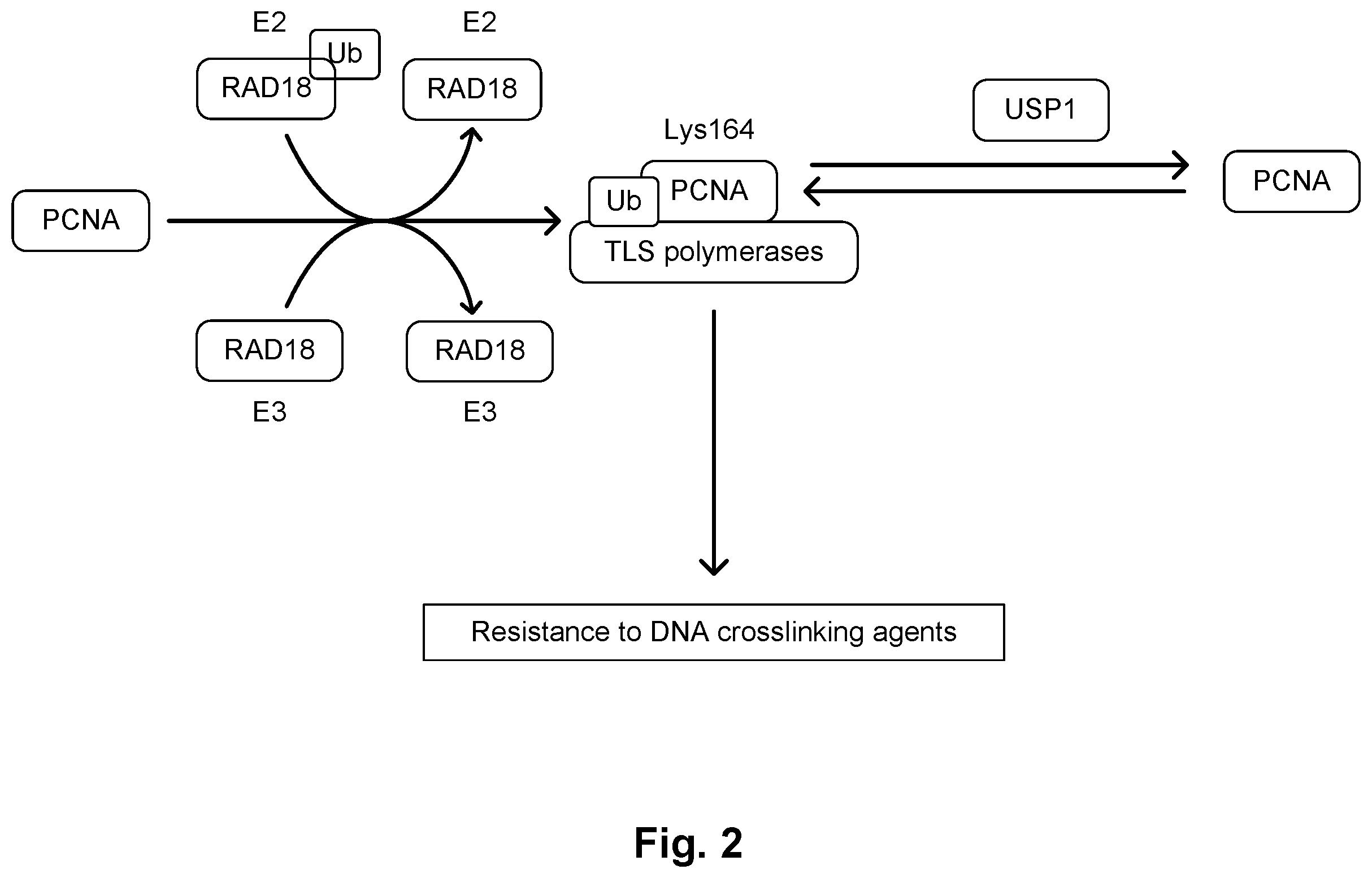 Patent US11787813 Figure 2 – Substituted pyrazolopyrimidines and substituted purines and their use as ubiquitin-specific-processing protease 1 (USP1) inhibitors