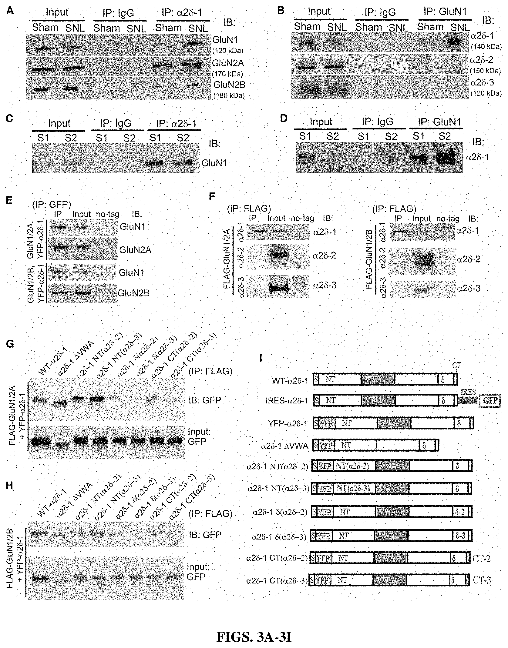 Patent US11787839 Figure 3 – Targeting α2δ-1-bound glutamate receptors for treating diseases and disorders