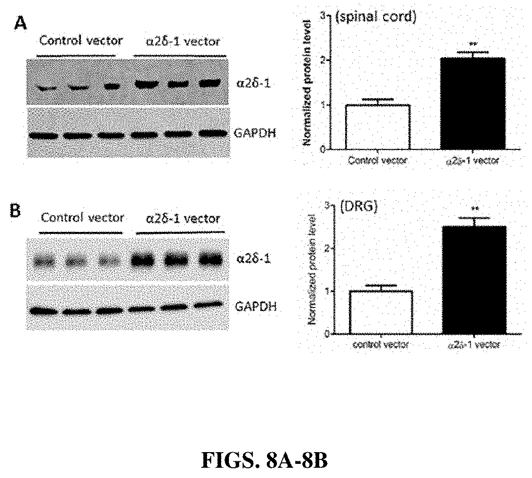 Patent US11787839 Figure 8 – Targeting α2δ-1-bound glutamate receptors for treating diseases and disorders