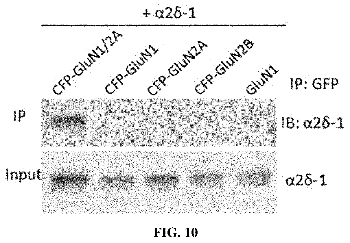 Patent US11787839 Figure 10 – Targeting α2δ-1-bound glutamate receptors for treating diseases and disorders