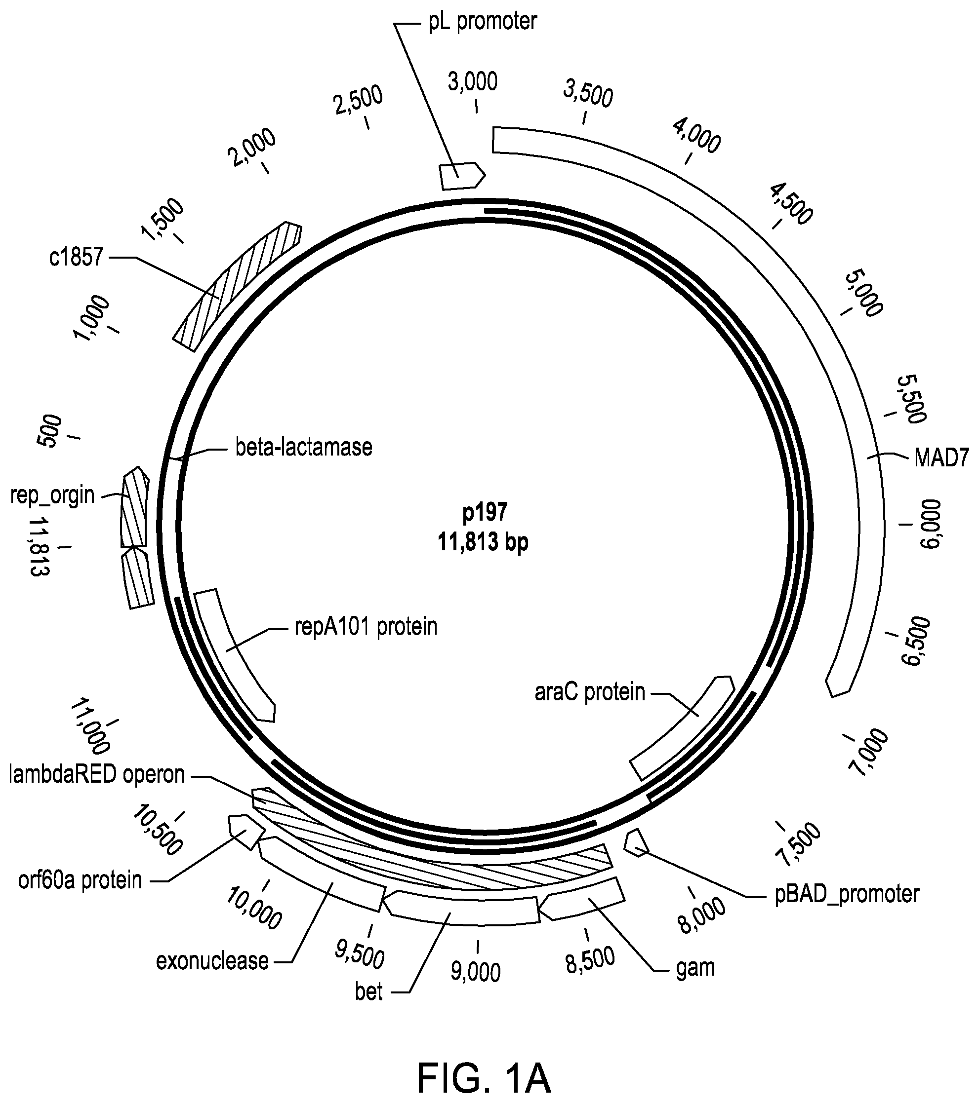 Patent US11787841 Figure 1 – Rationally-designed mutations to the thrA gene for enhanced lysine production in E. coli
