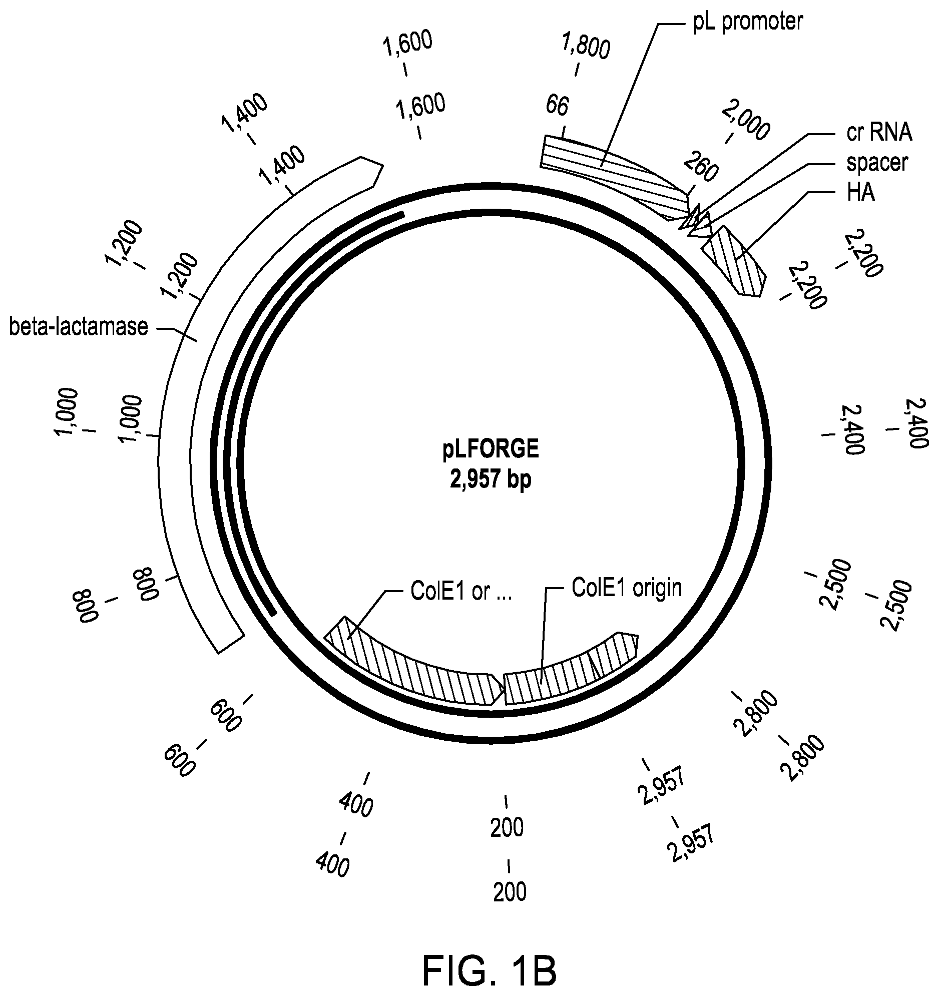 Patent US11787841 Figure 2 – Rationally-designed mutations to the thrA gene for enhanced lysine production in E. coli