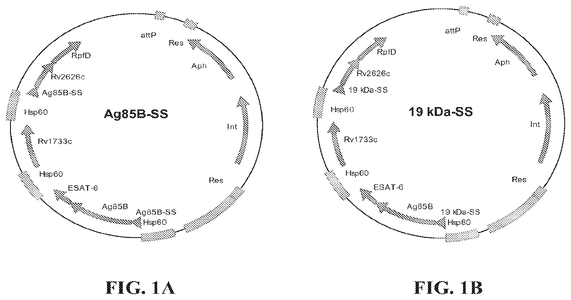 Patent US11787842 — Tuberculosis compositions and methods of using the same — Figure 1