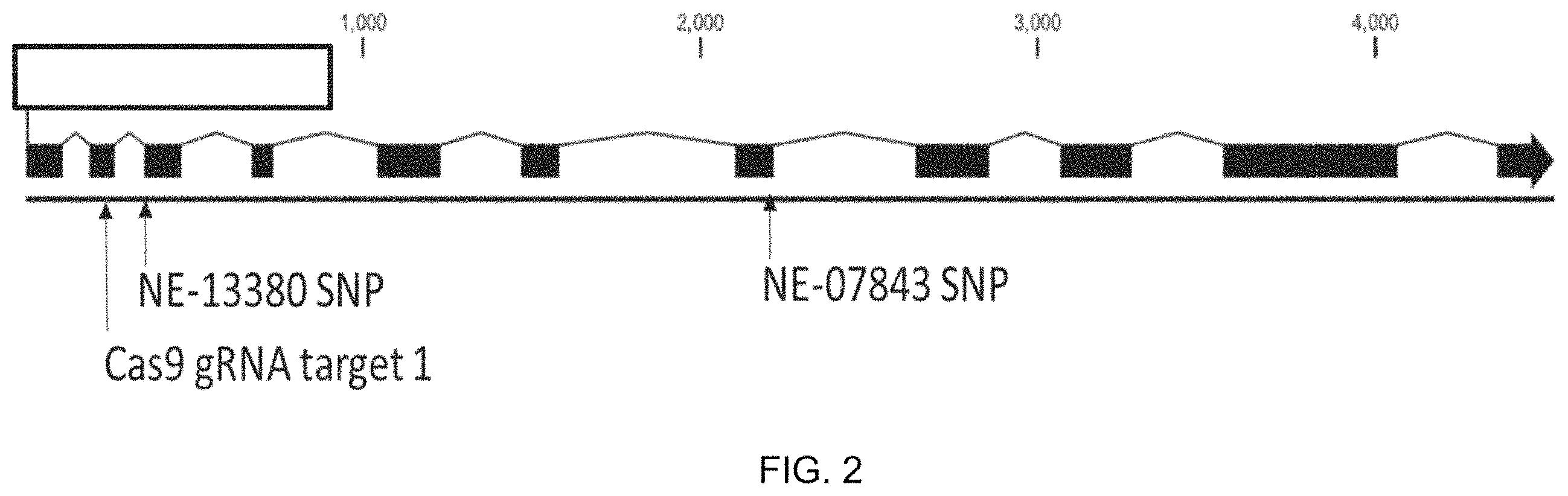 Patent US11787843 Figure 2 – High productivity algal mutants having reduced photosynthetic antenna