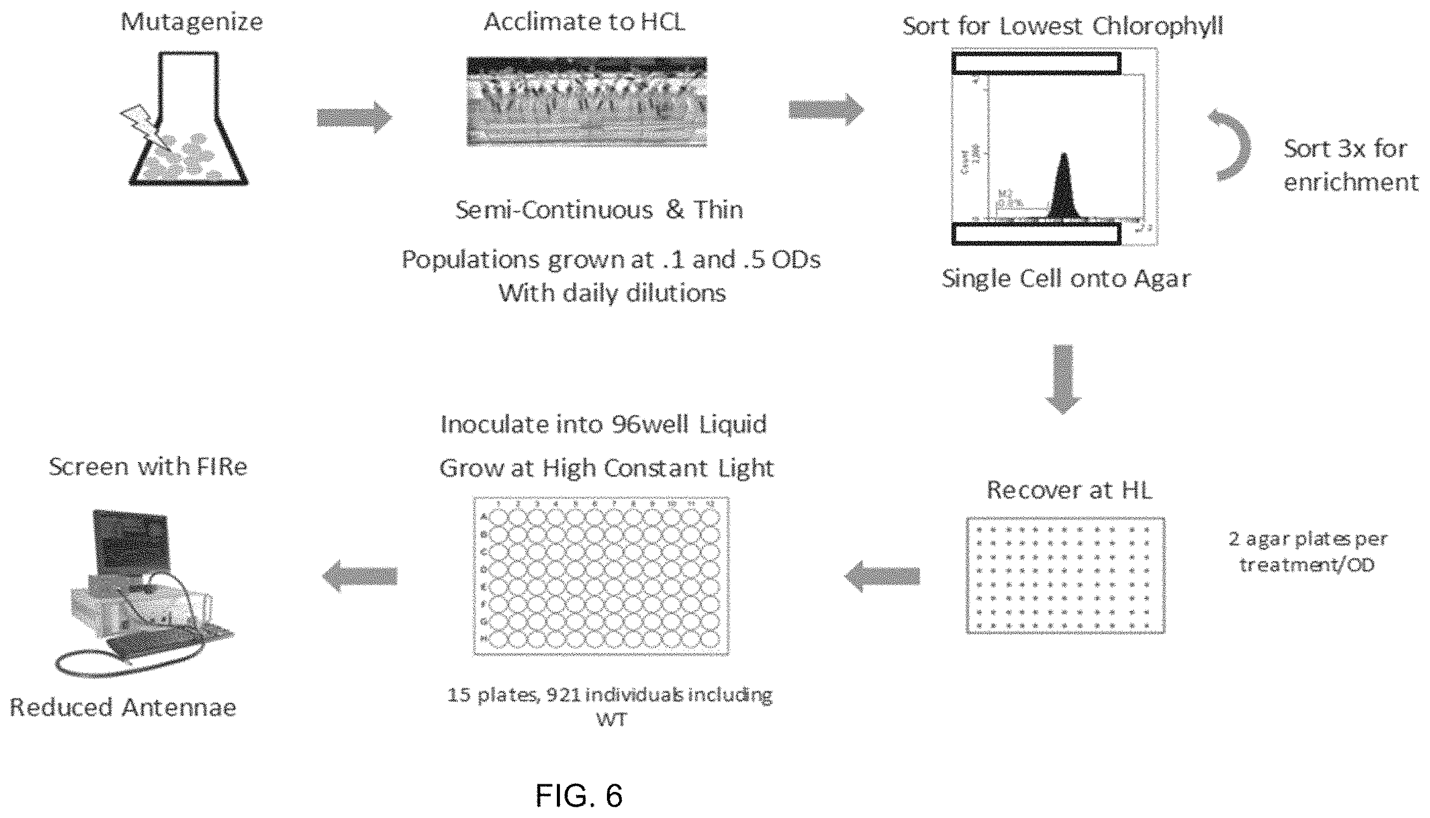 Patent US11787843 Figure 6 – High productivity algal mutants having reduced photosynthetic antenna