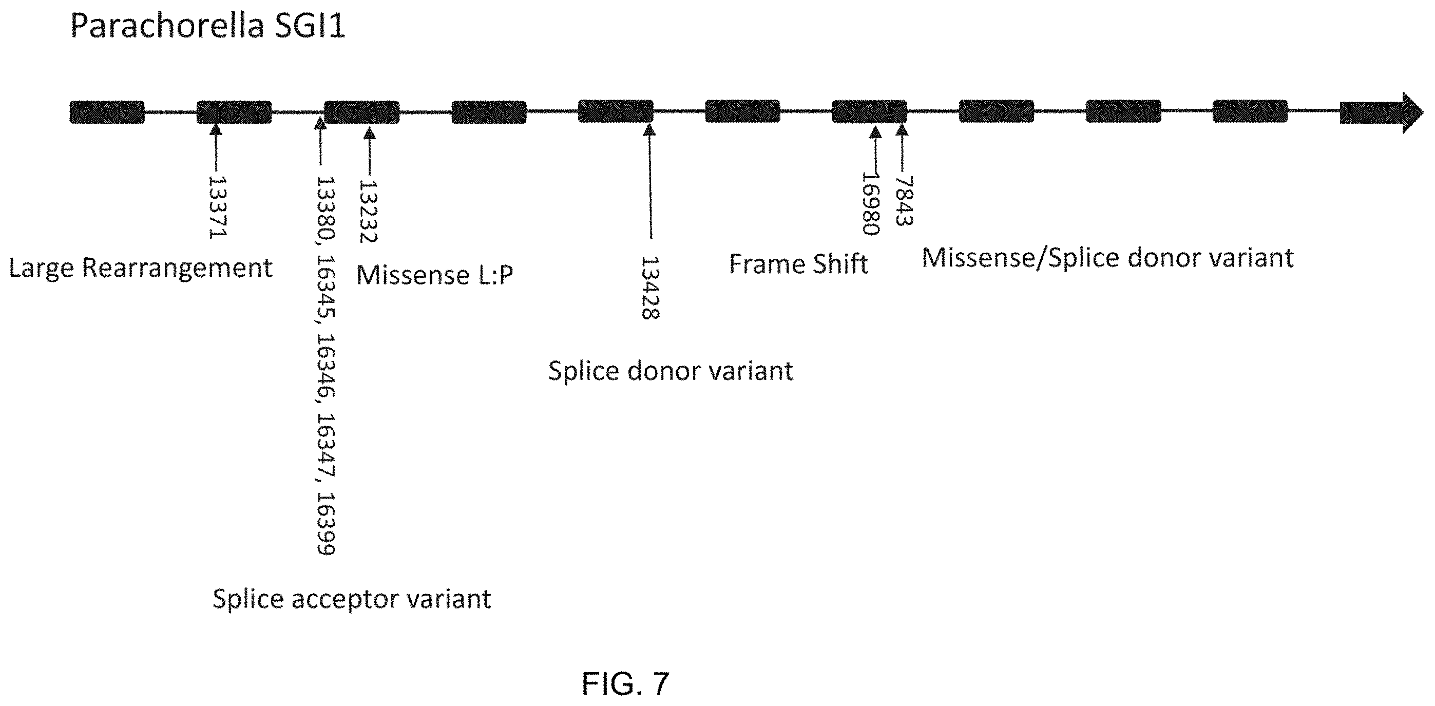 Patent US11787843 Figure 7 – High productivity algal mutants having reduced photosynthetic antenna