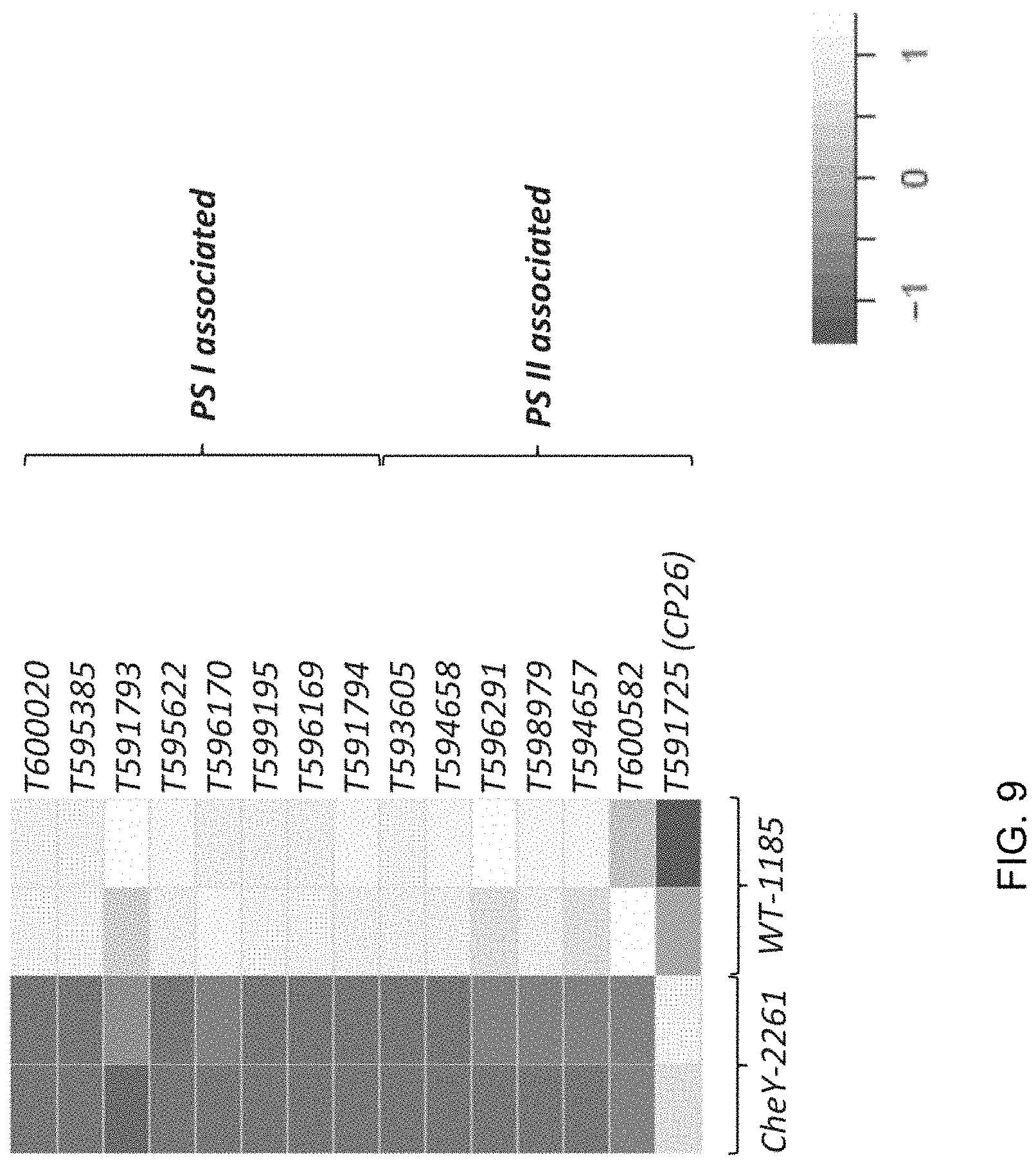 Patent US11787843 Figure 9 – High productivity algal mutants having reduced photosynthetic antenna